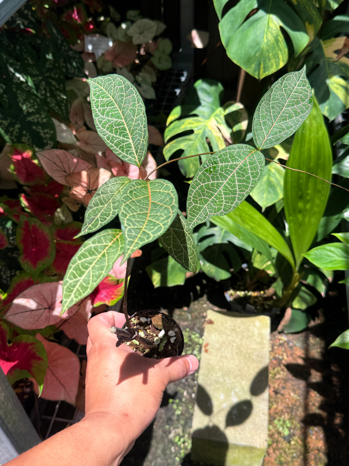 Prestonia Quinquangularis 'Dogbane' N31