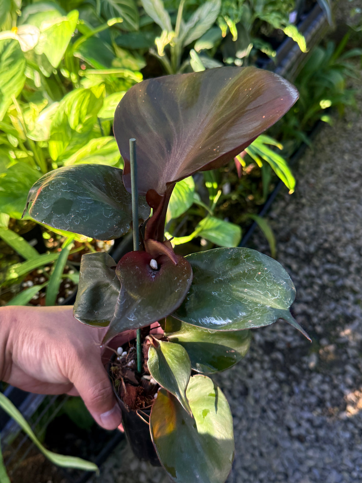 Philodendron 'Red Heart' T6
