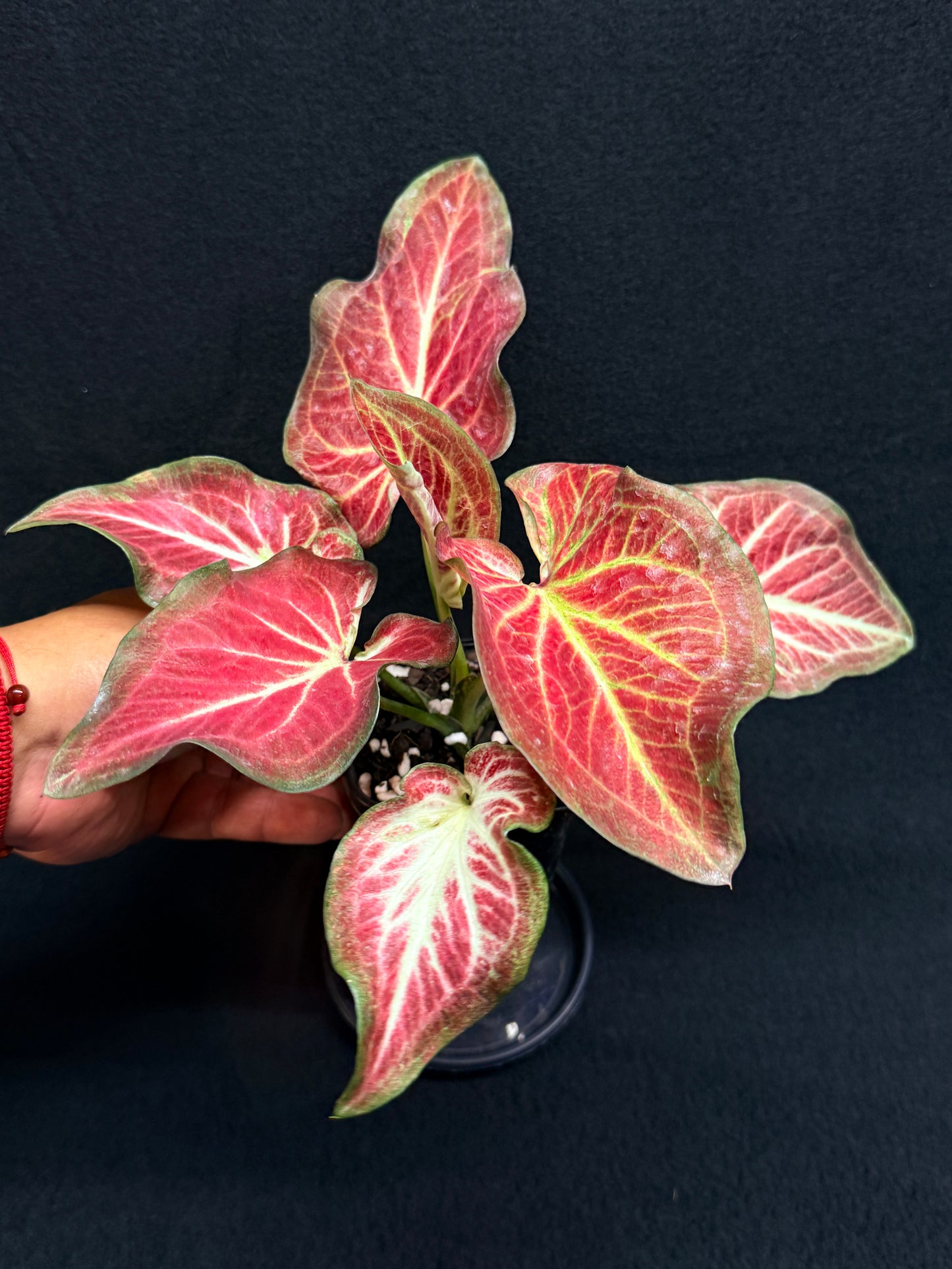 Caladium 'Rich of Thai' H19