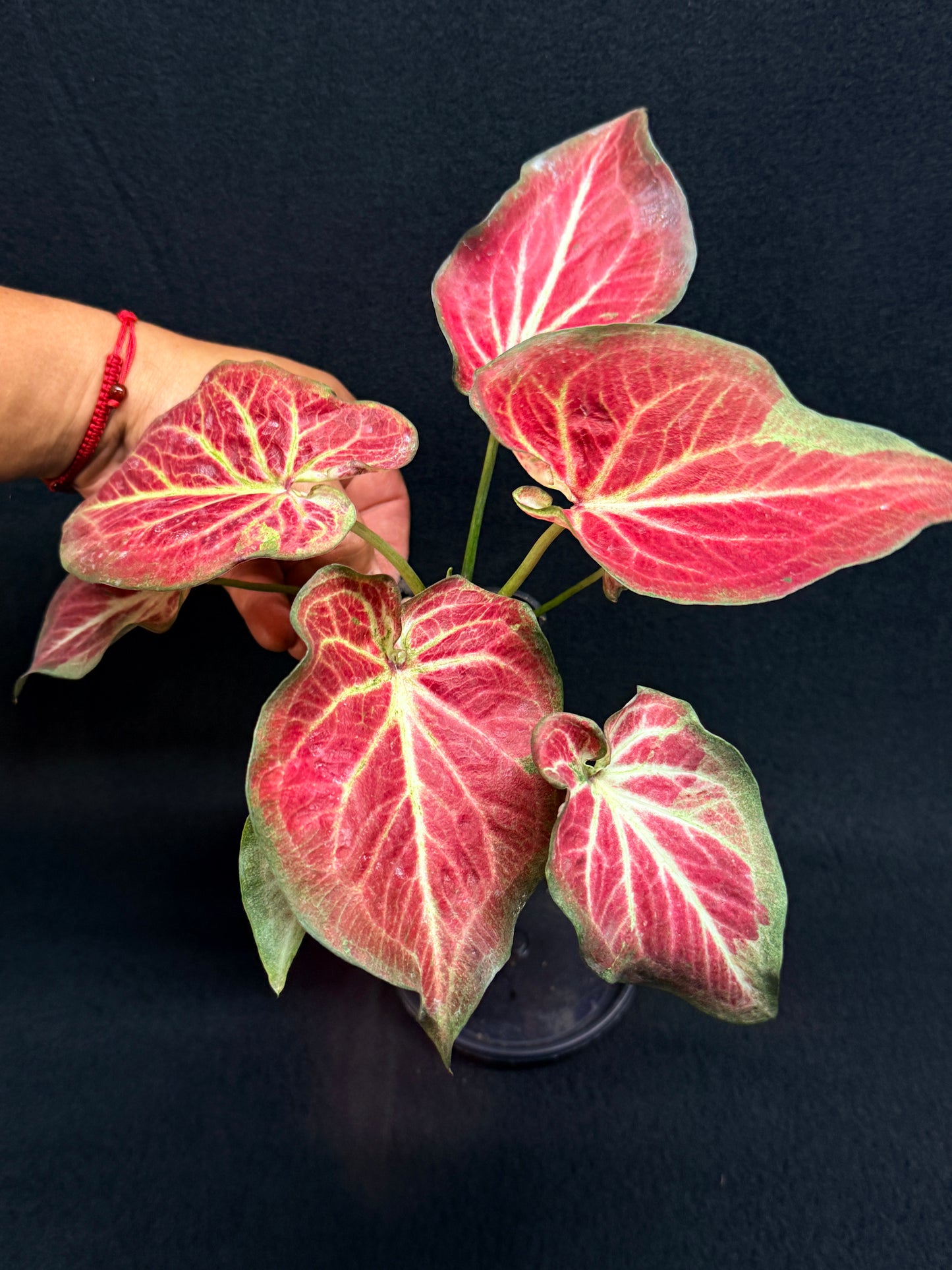 Caladium 'Rich of Thai' H20