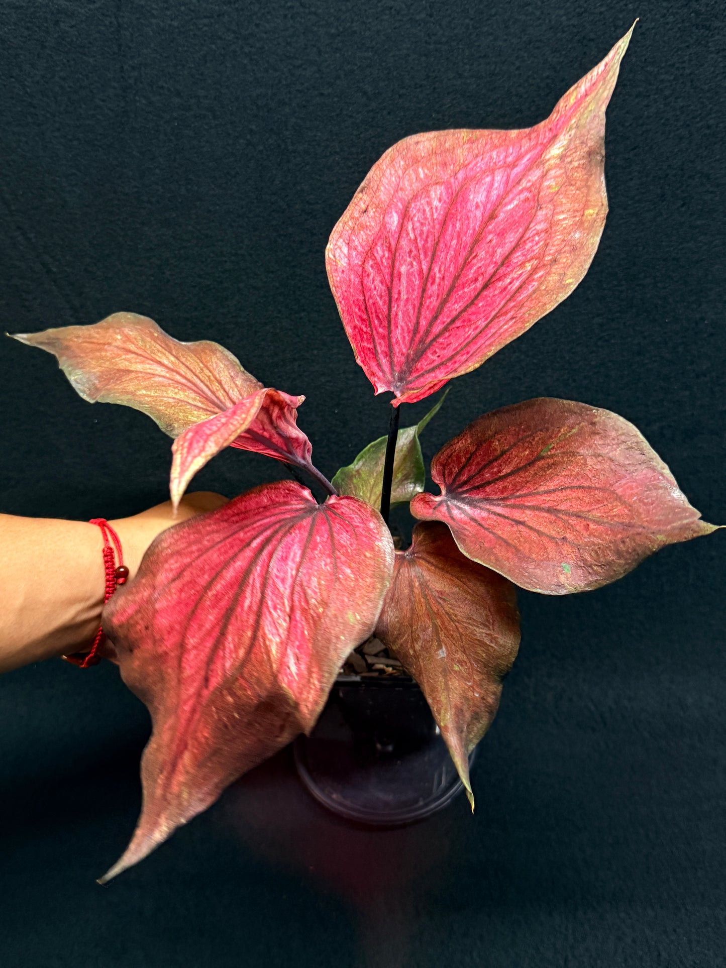 Caladium Hybrid G83