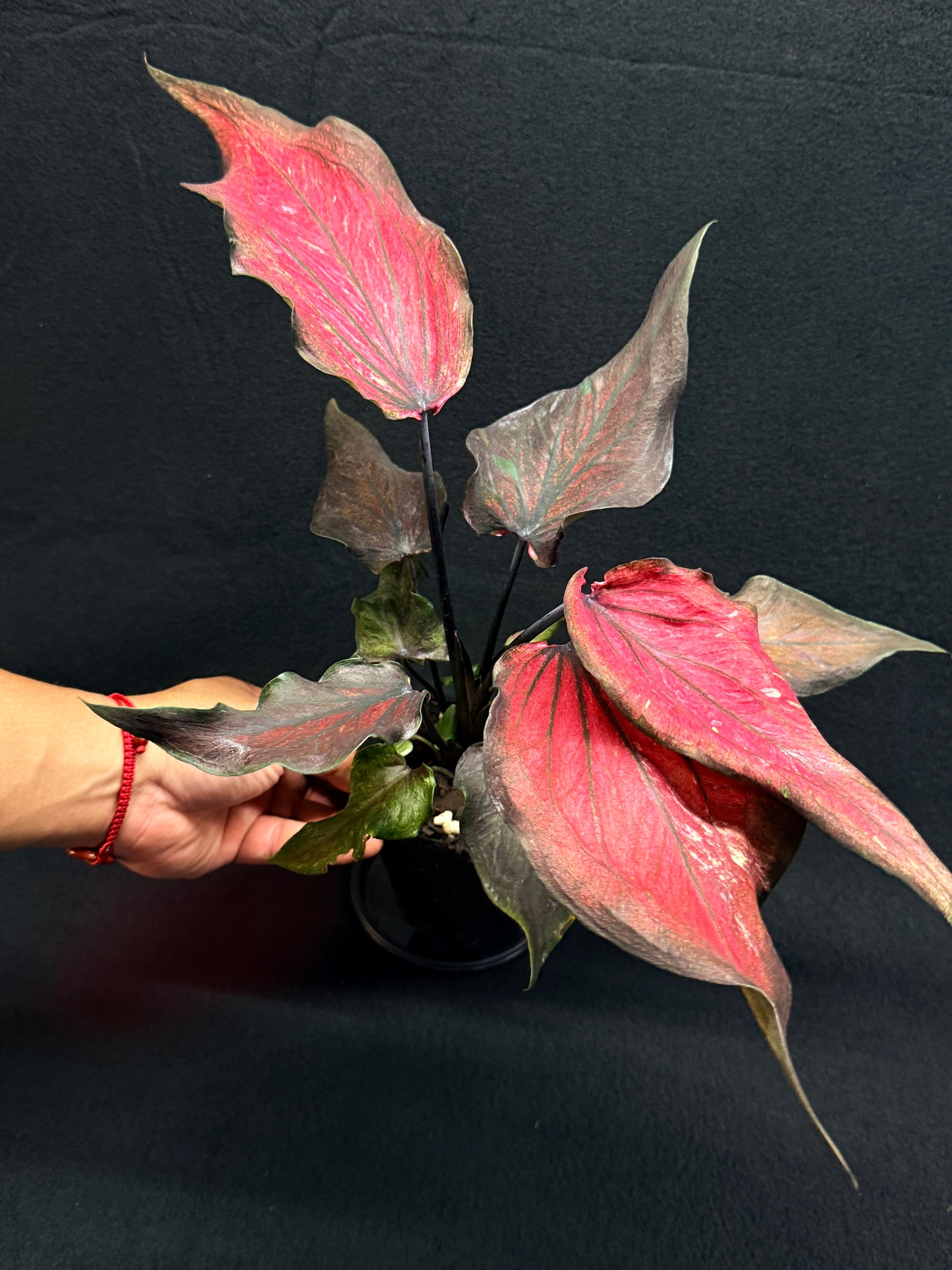 Caladium Hybrid G82