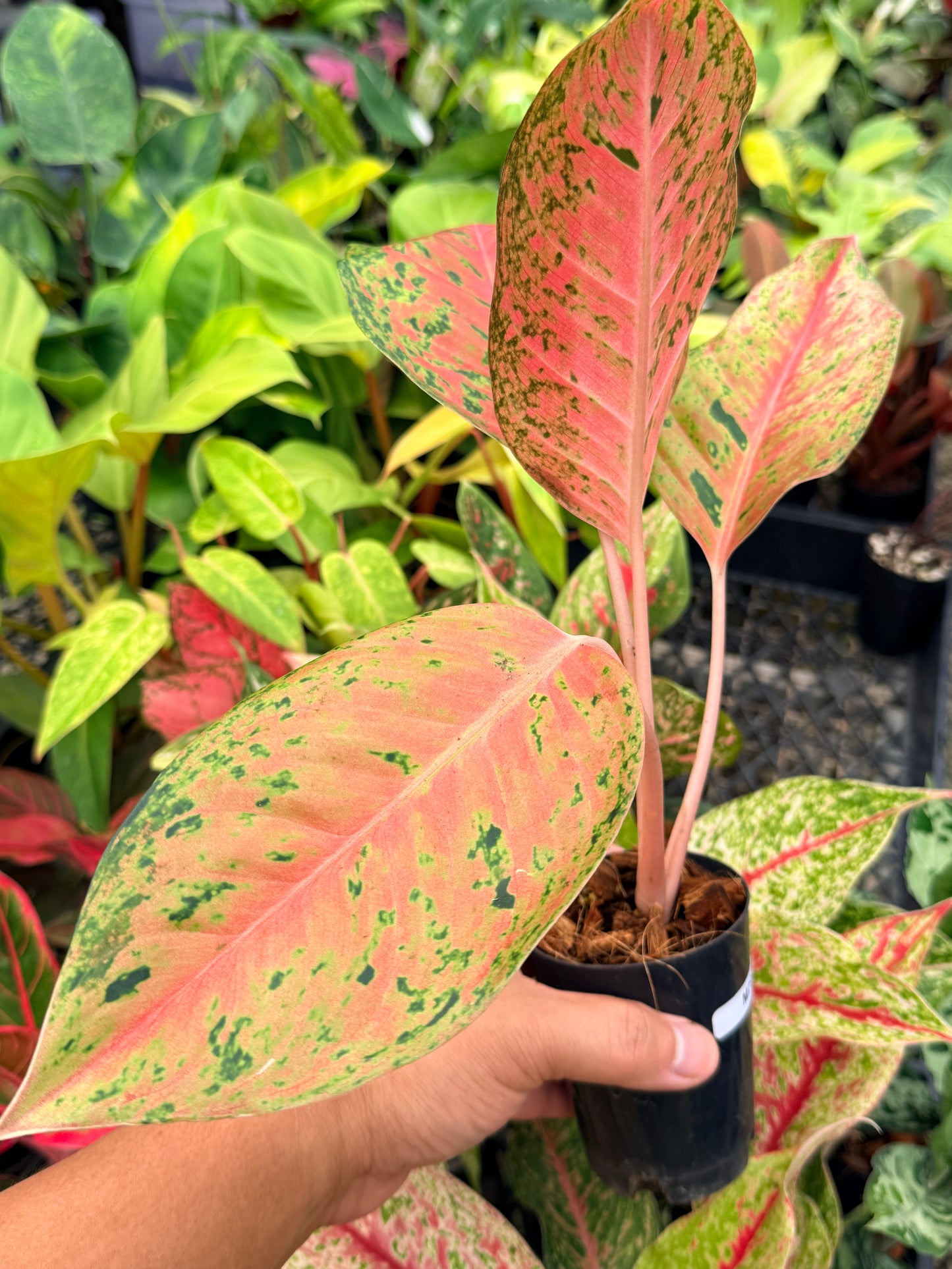 Aglaonema 'Rainbow' M79