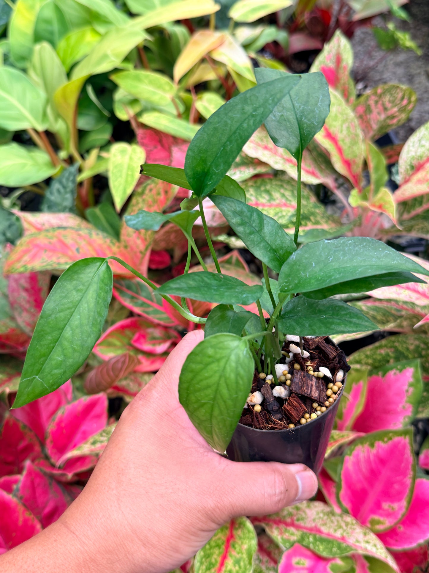 The Epipremnum pinnatum 'Skeleton Key' N4
