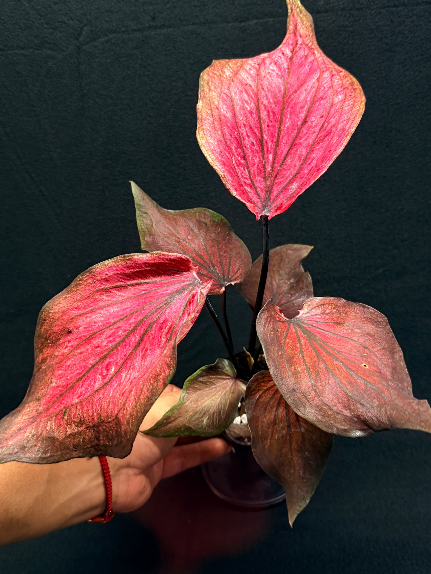 Caladium Hybrid G79