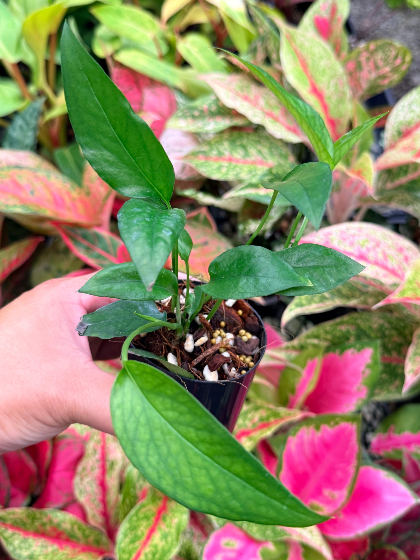 The Epipremnum pinnatum 'Skeleton Key' N3