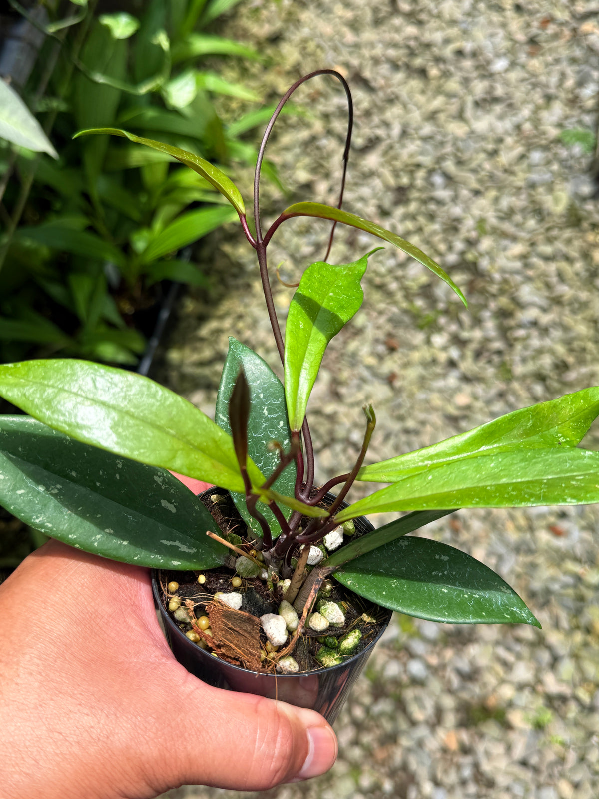 Best Pick in Stock - Hoya Publica x Splash