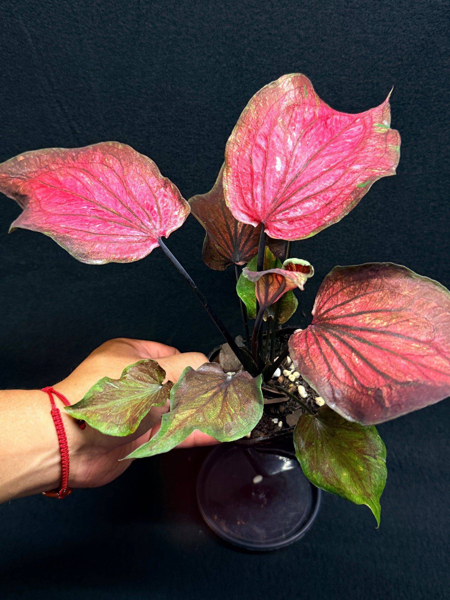 Caladium Hybrid G78