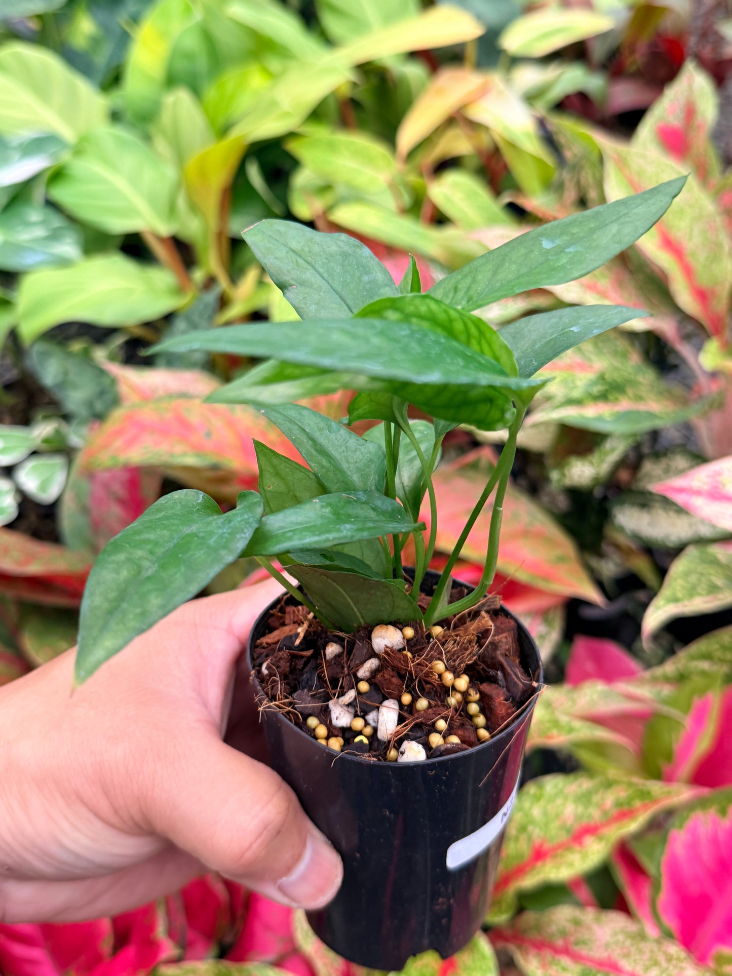 The Epipremnum pinnatum 'Skeleton Key' N2