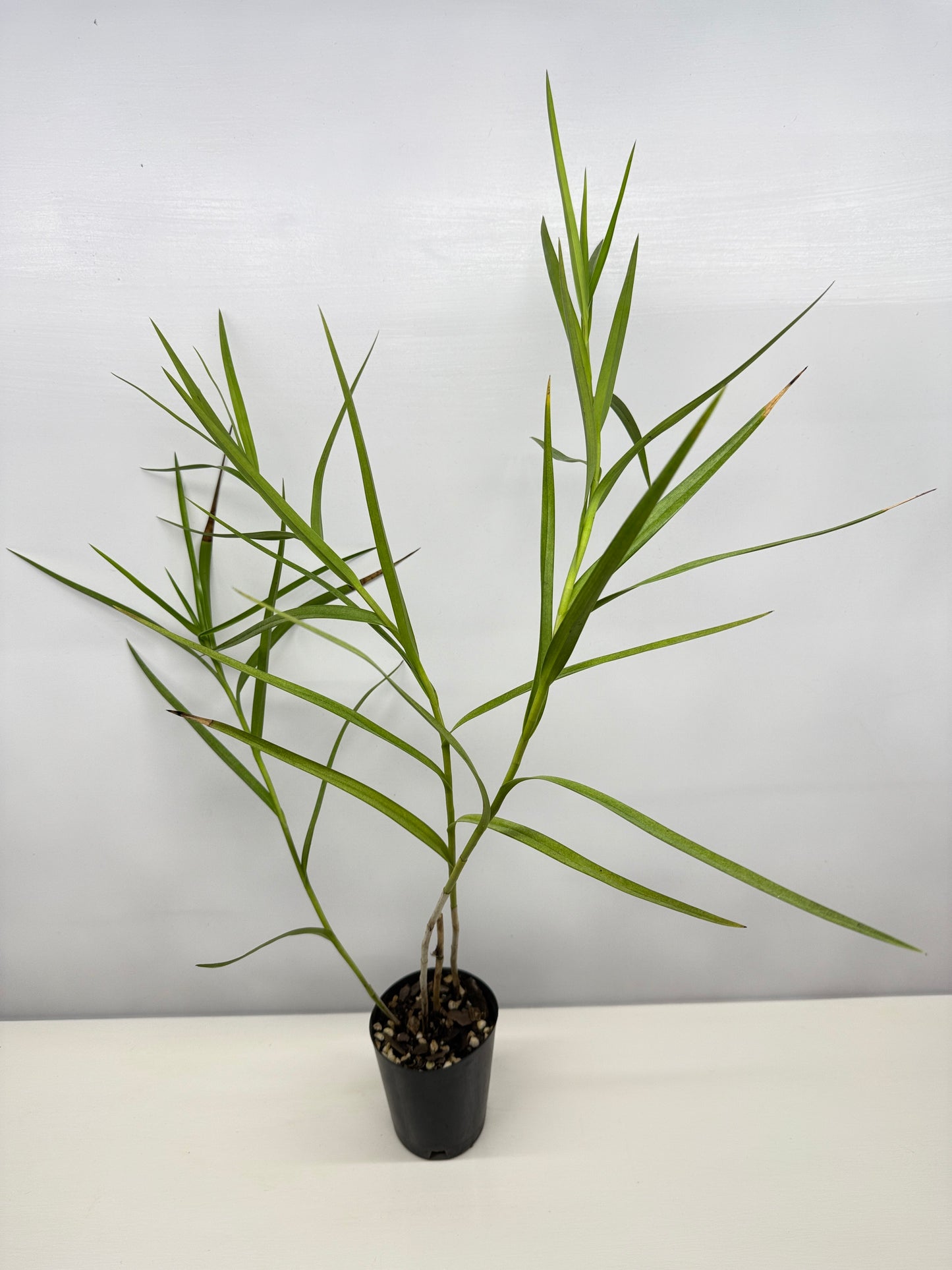Arundina graminifolia "Bamboo Orchid" - Best Pick of the Crop!