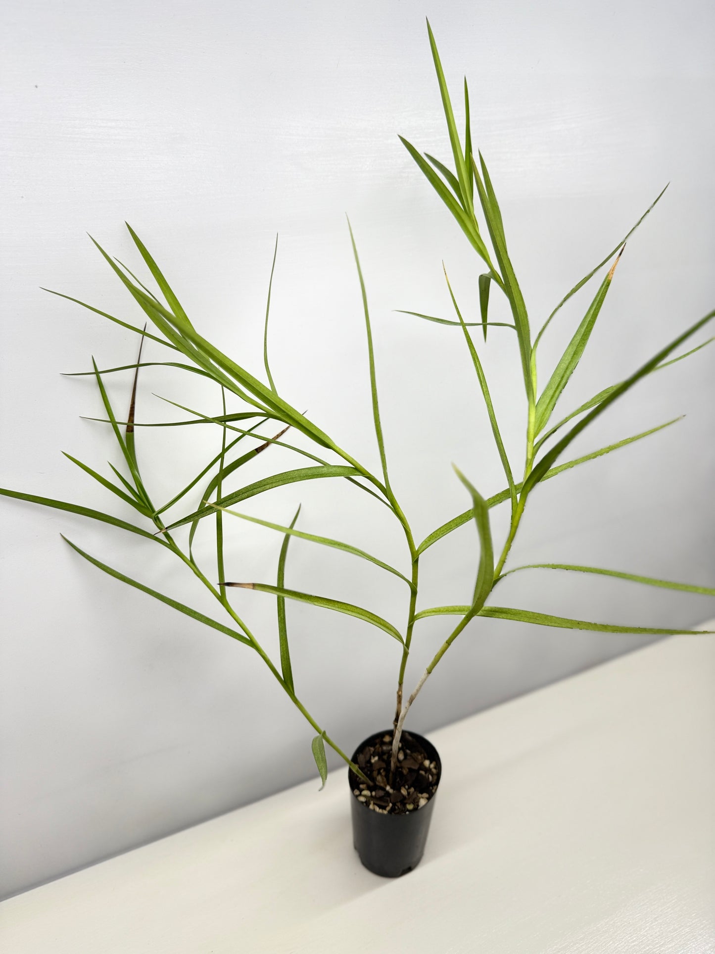 Arundina graminifolia "Bamboo Orchid" - Best Pick of the Crop!