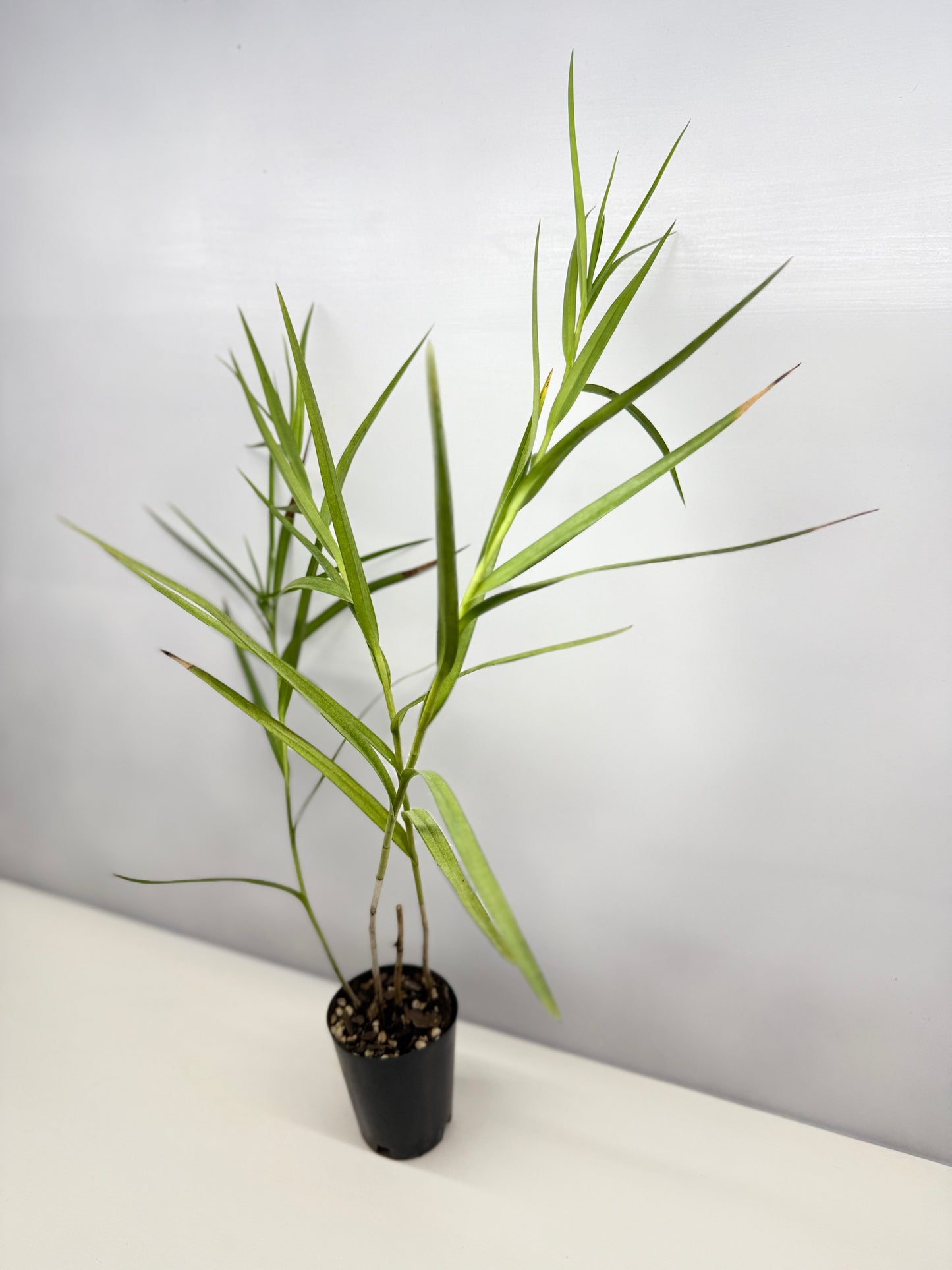 Arundina graminifolia "Bamboo Orchid" - Best Pick of the Crop!