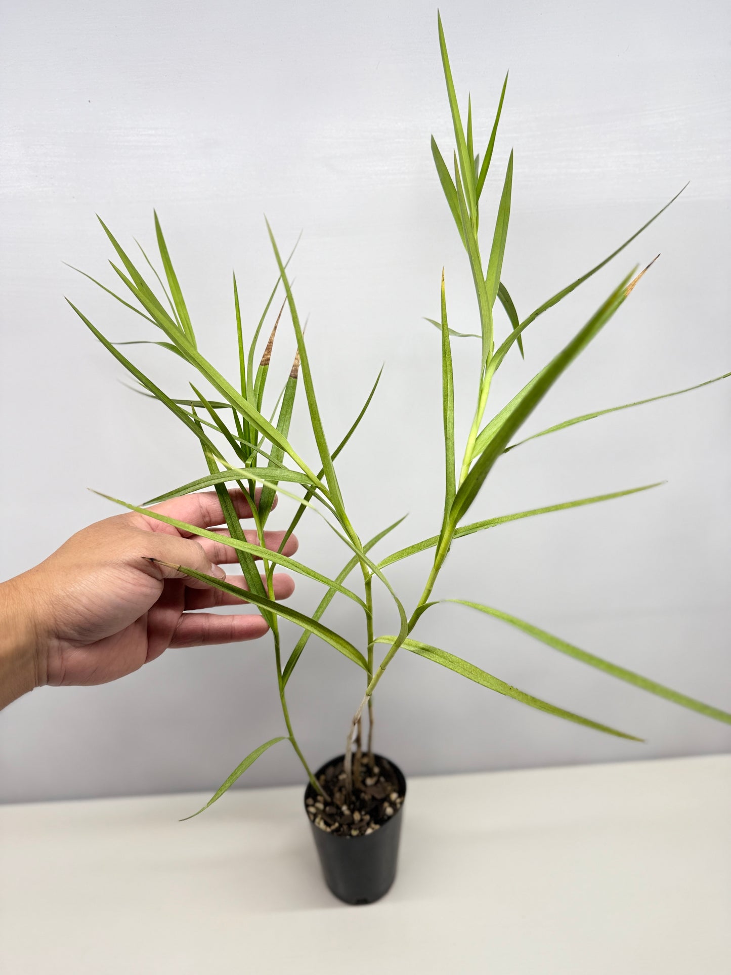 Arundina graminifolia "Bamboo Orchid" - Best Pick of the Crop!