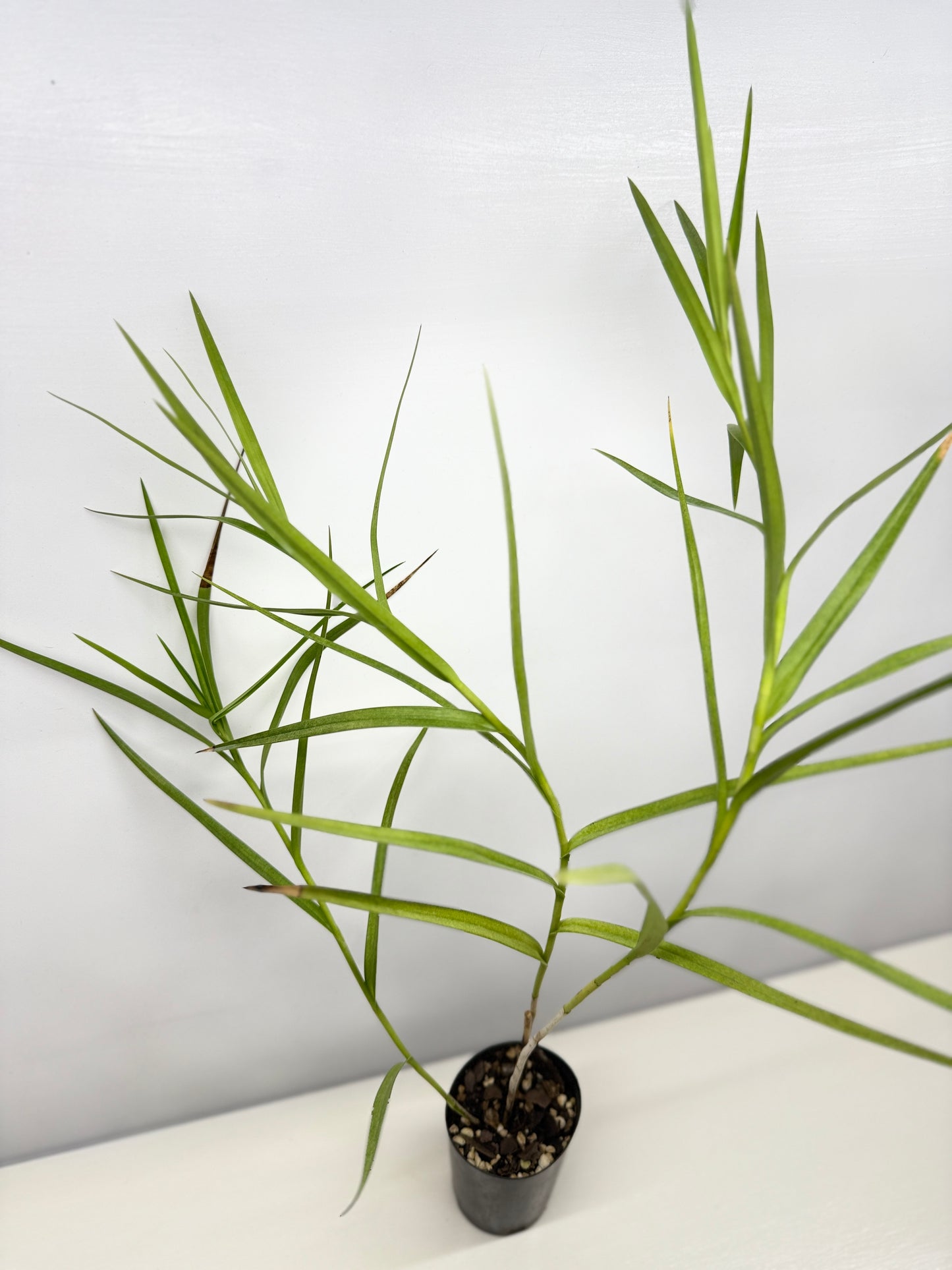 Arundina graminifolia "Bamboo Orchid" - Best Pick of the Crop!