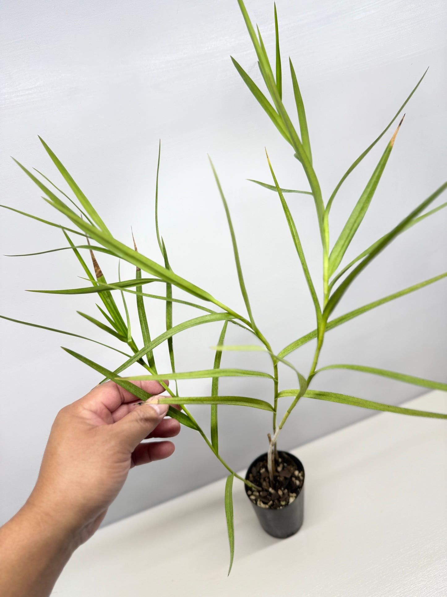 Arundina graminifolia "Bamboo Orchid" - Best Pick of the Crop!