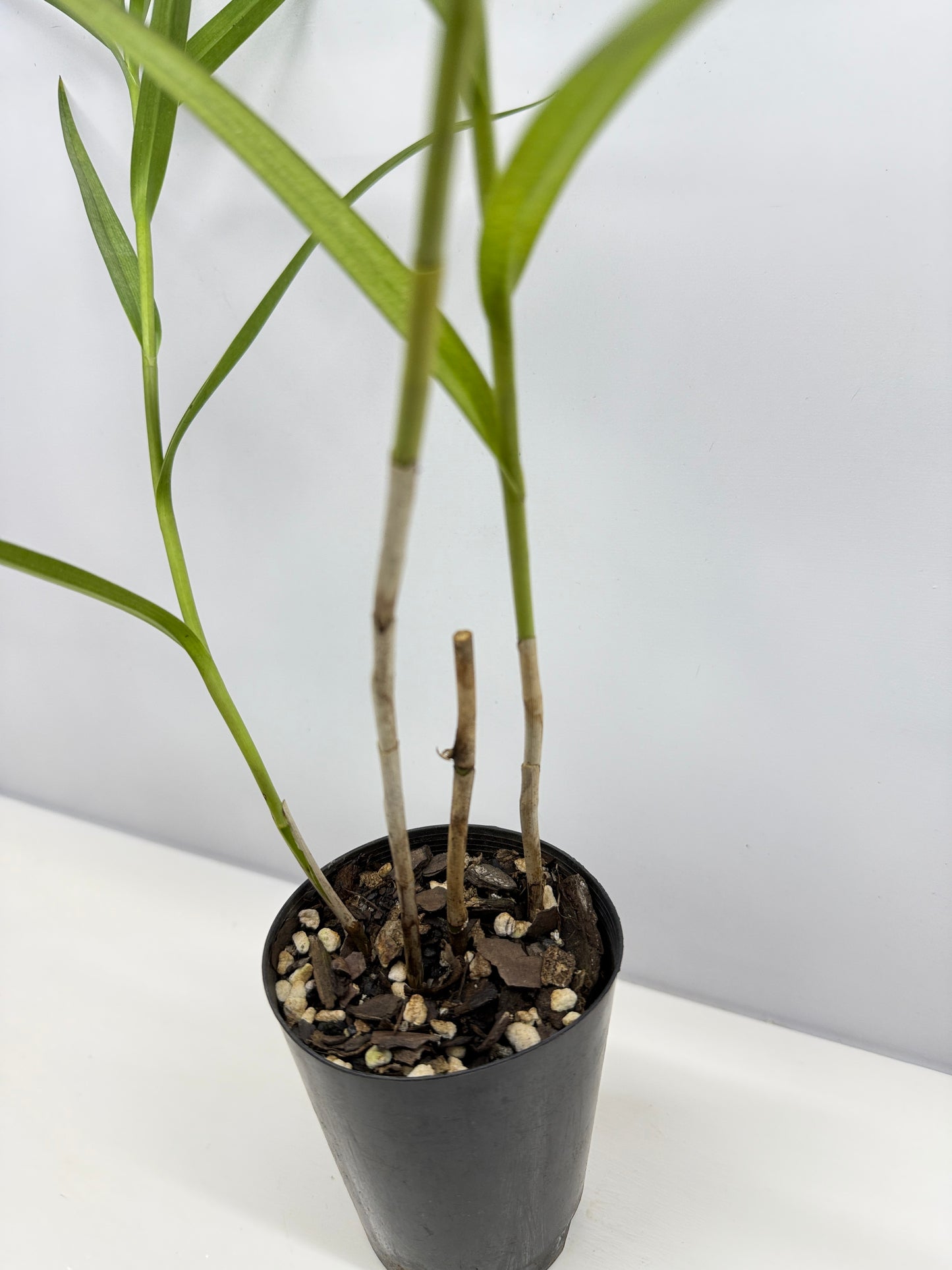 Arundina graminifolia "Bamboo Orchid" - Best Pick of the Crop!