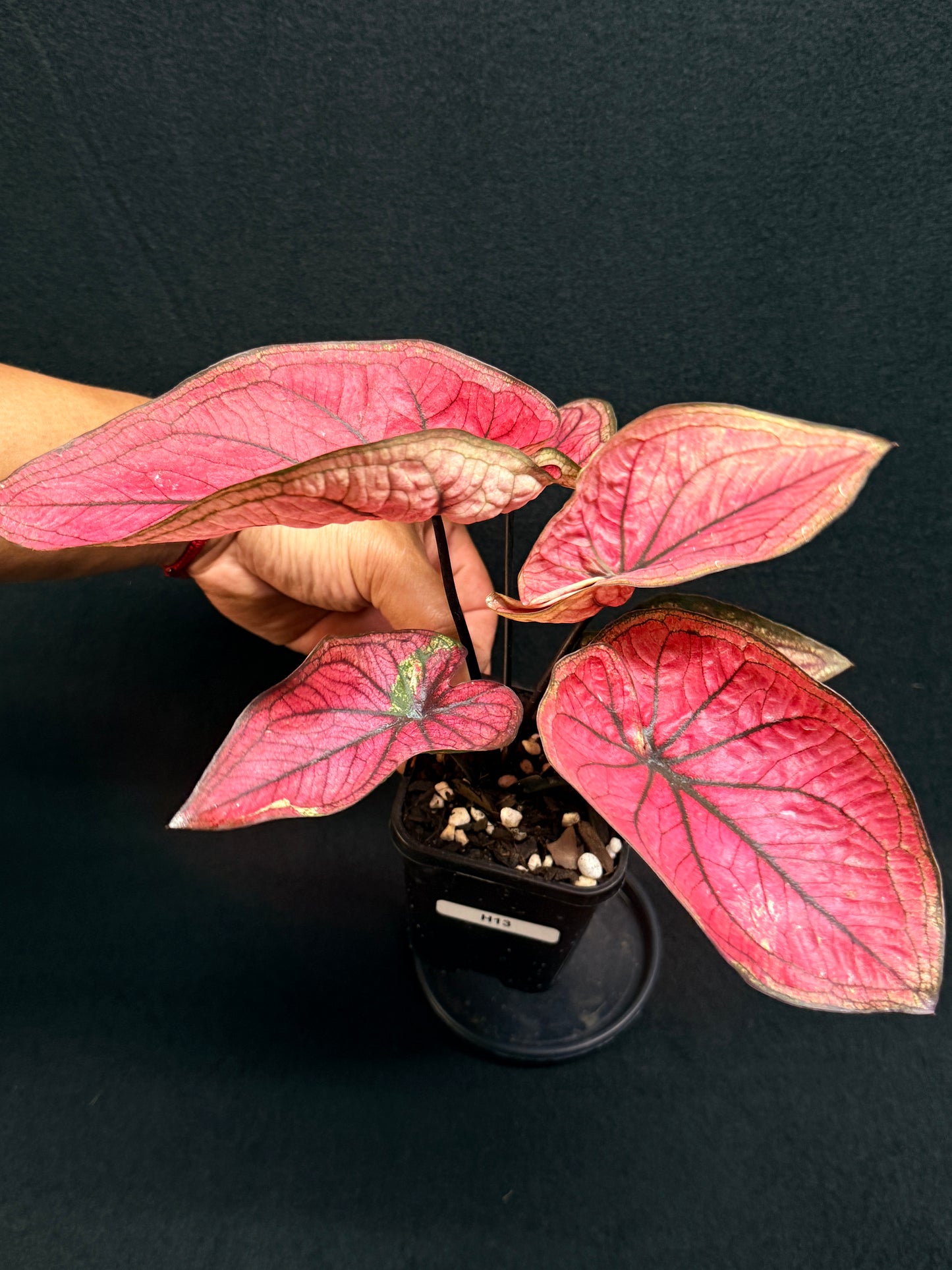 Caladium 'Dessert Sunset' - Best Plant in Stock.