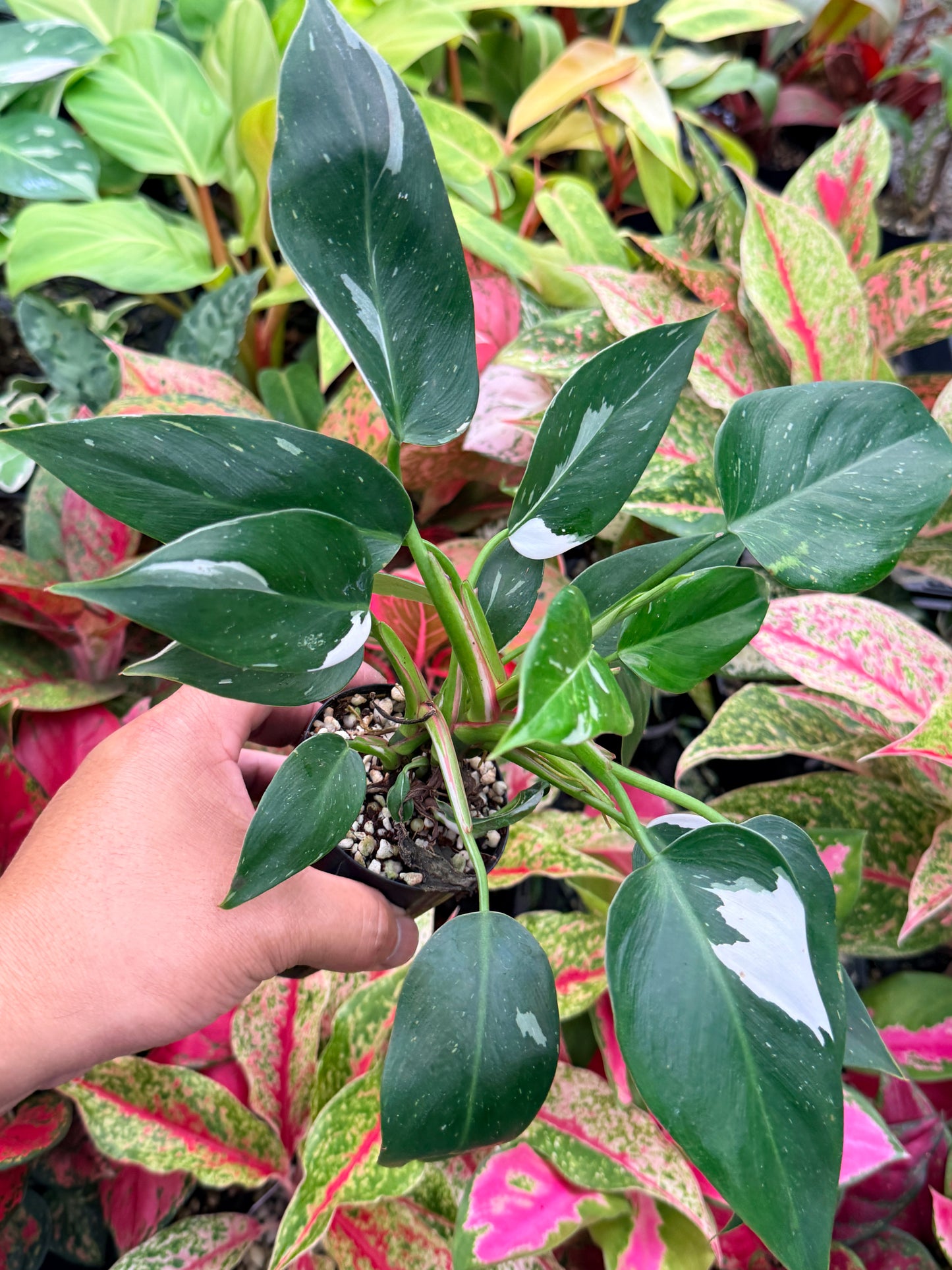 Philodendron 'White Princess' N6