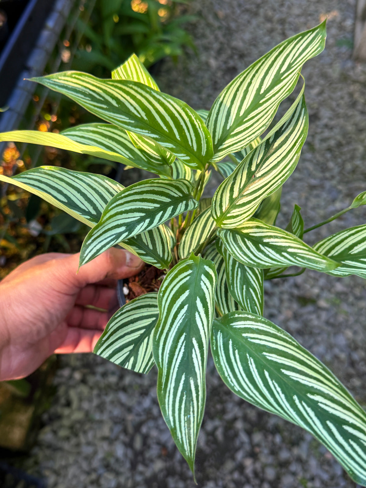 Calathea Vittata N55