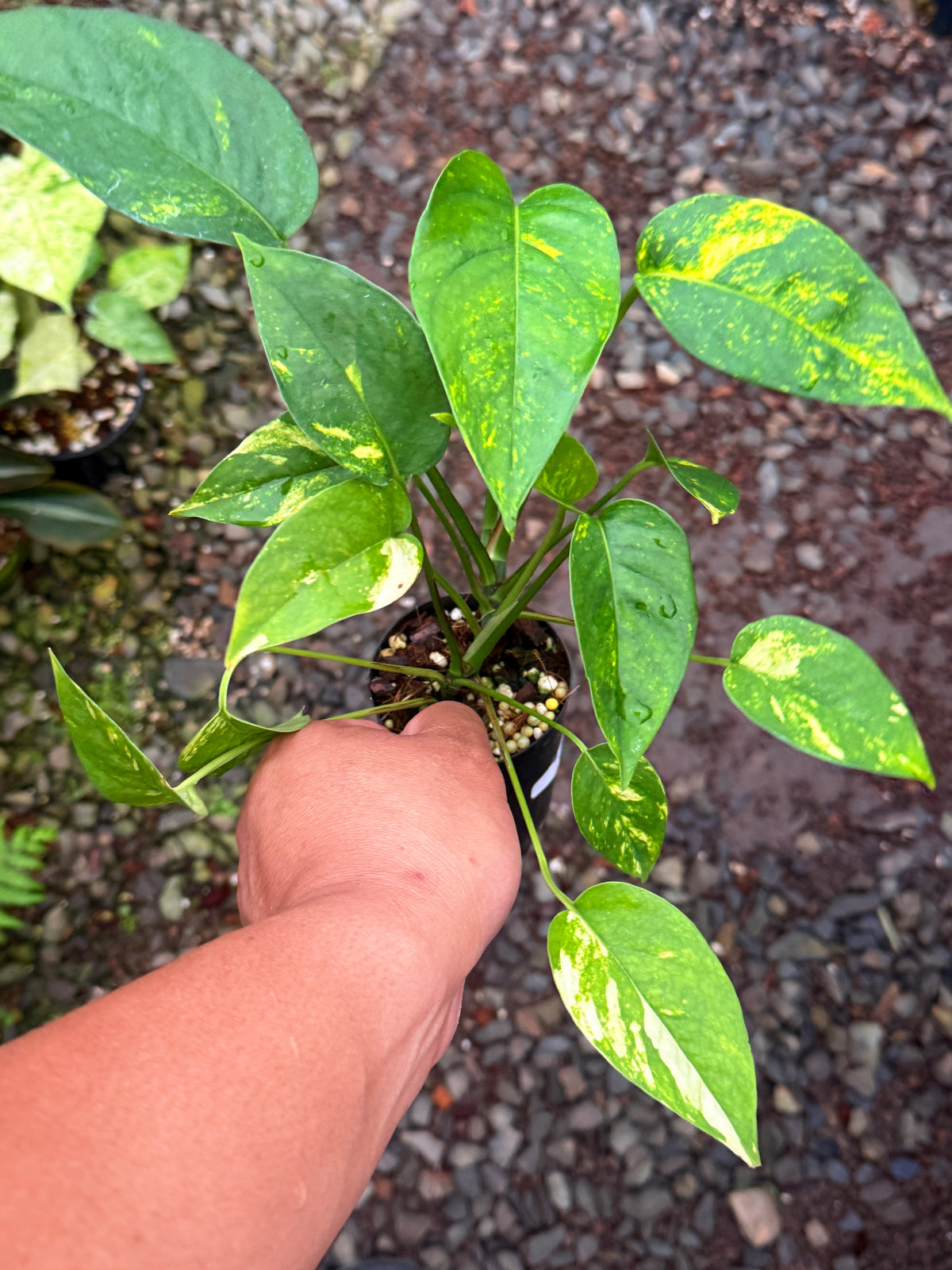 Epipremnum pinnatum 'Yellow Flame' T16
