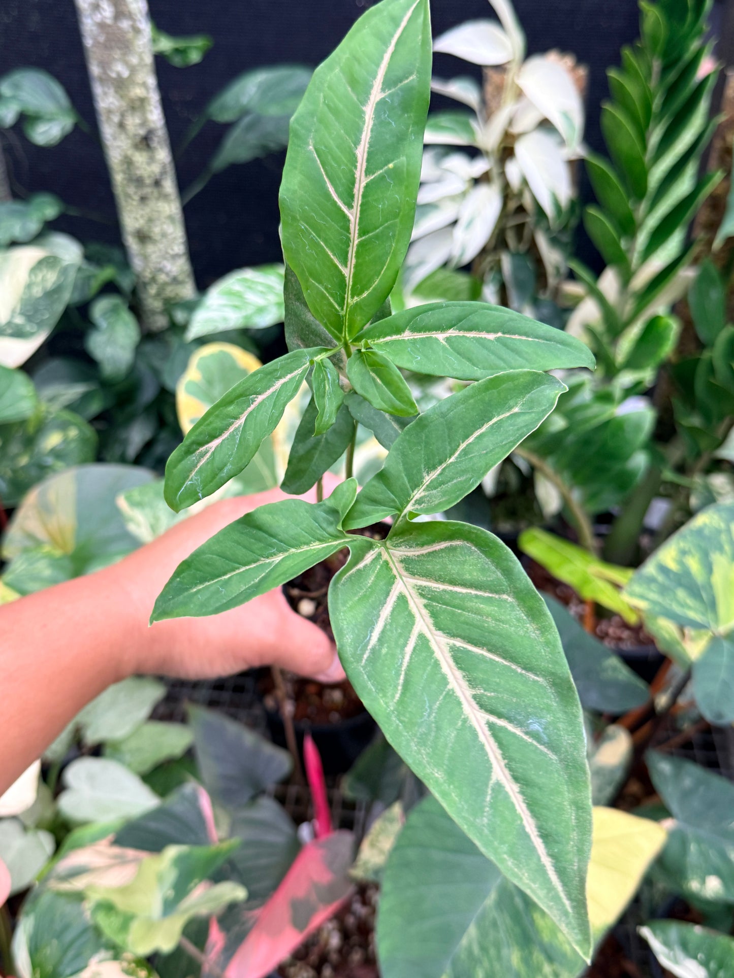 Syngonium 'Pink Star' E68