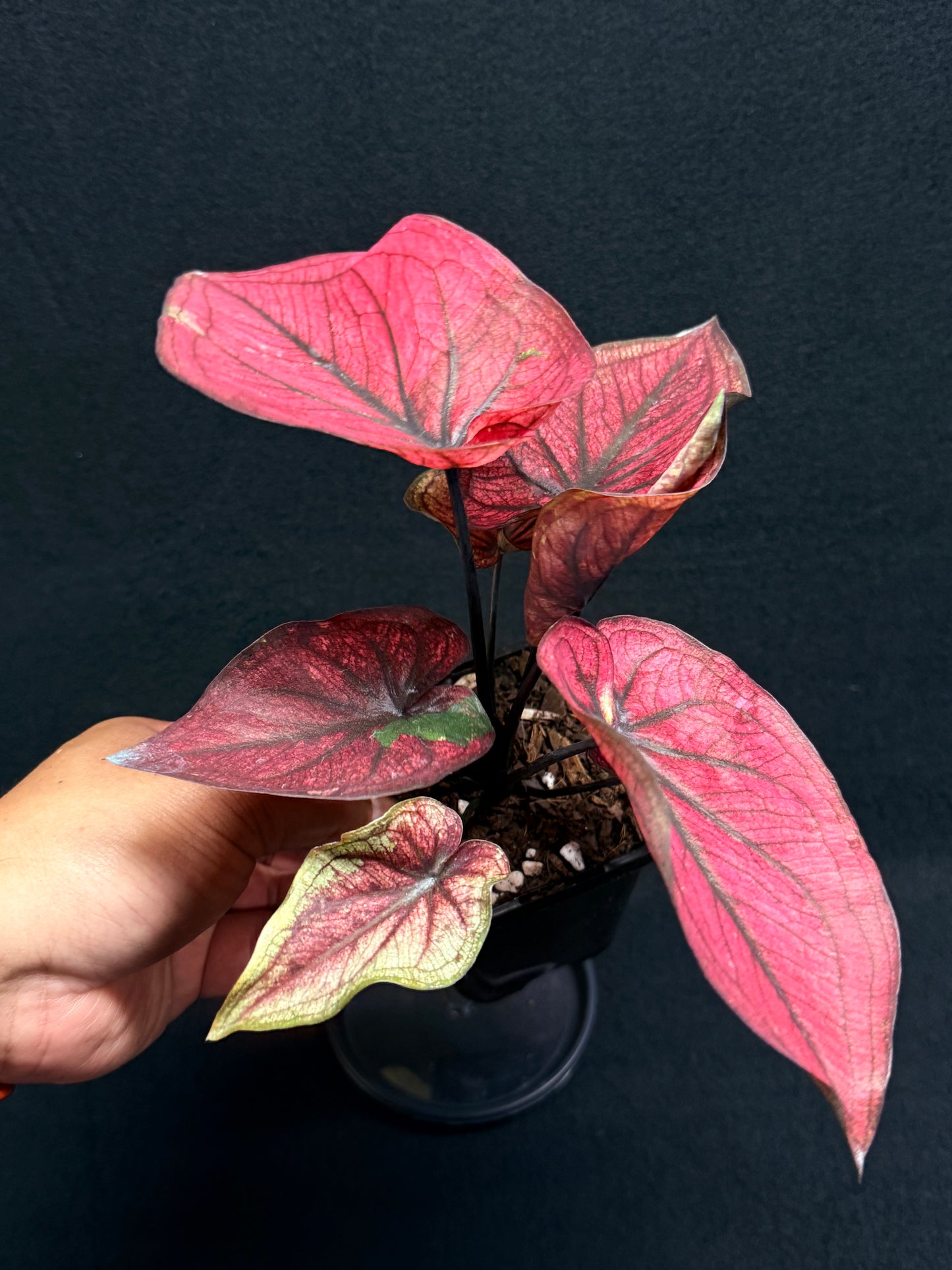 Caladium 'Dessert Sunset' H10