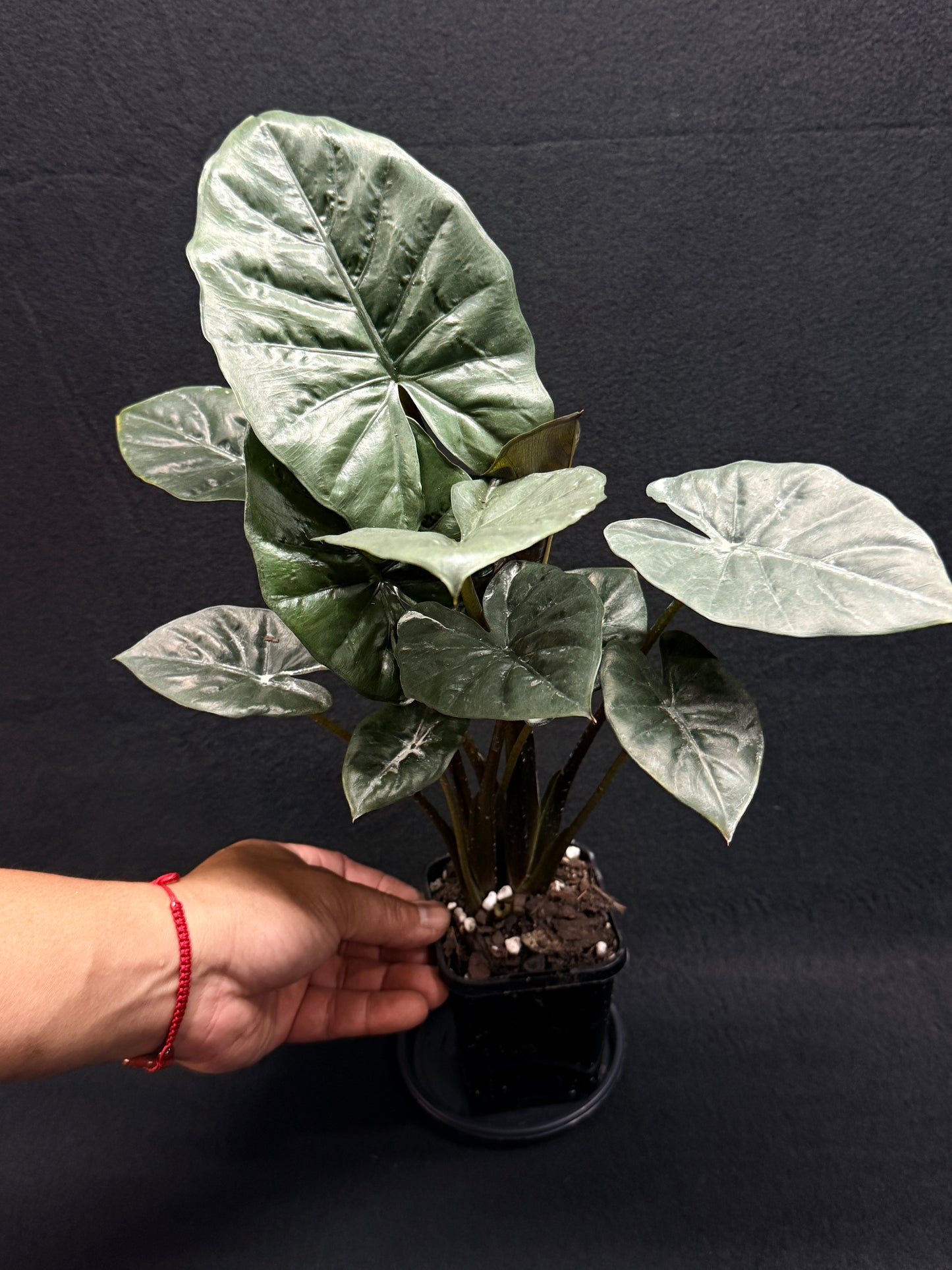 Alocasia Nigra H21