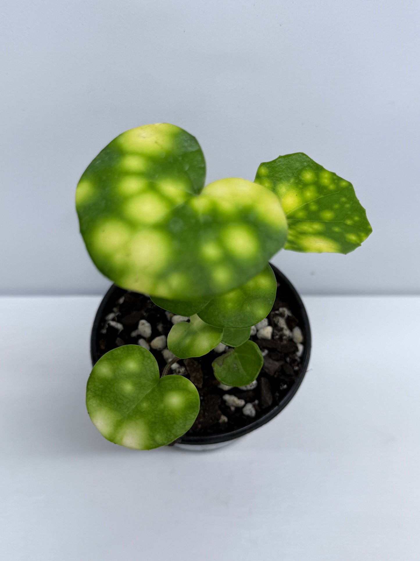 Farfugium japonicum - Firefly Leopard Baby Plant T73