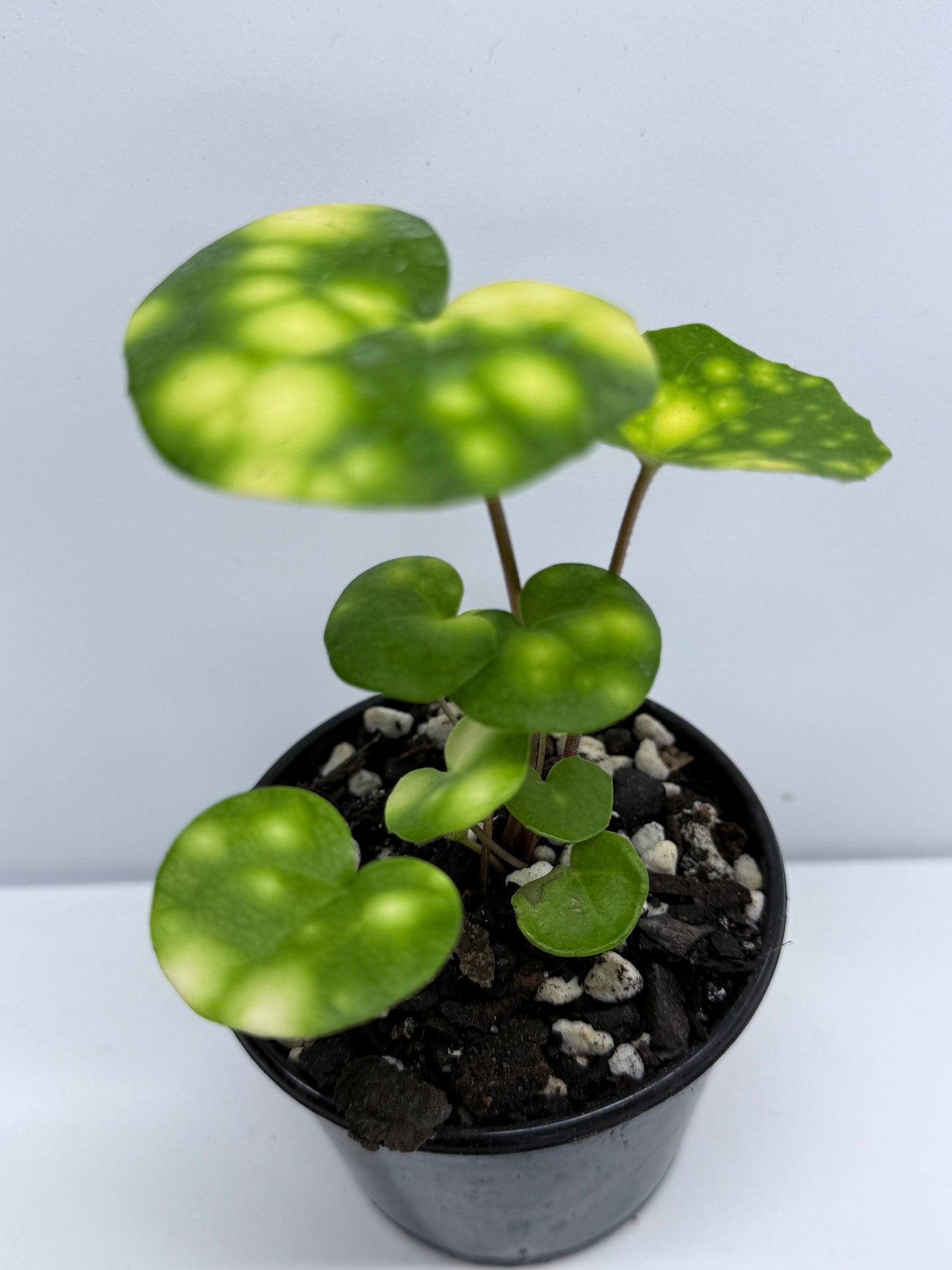 Farfugium japonicum - Firefly Leopard Baby Plant T73