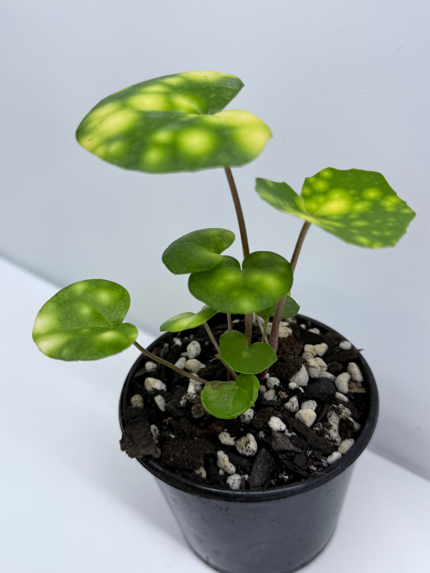 Farfugium japonicum - Firefly Leopard Baby Plant T73