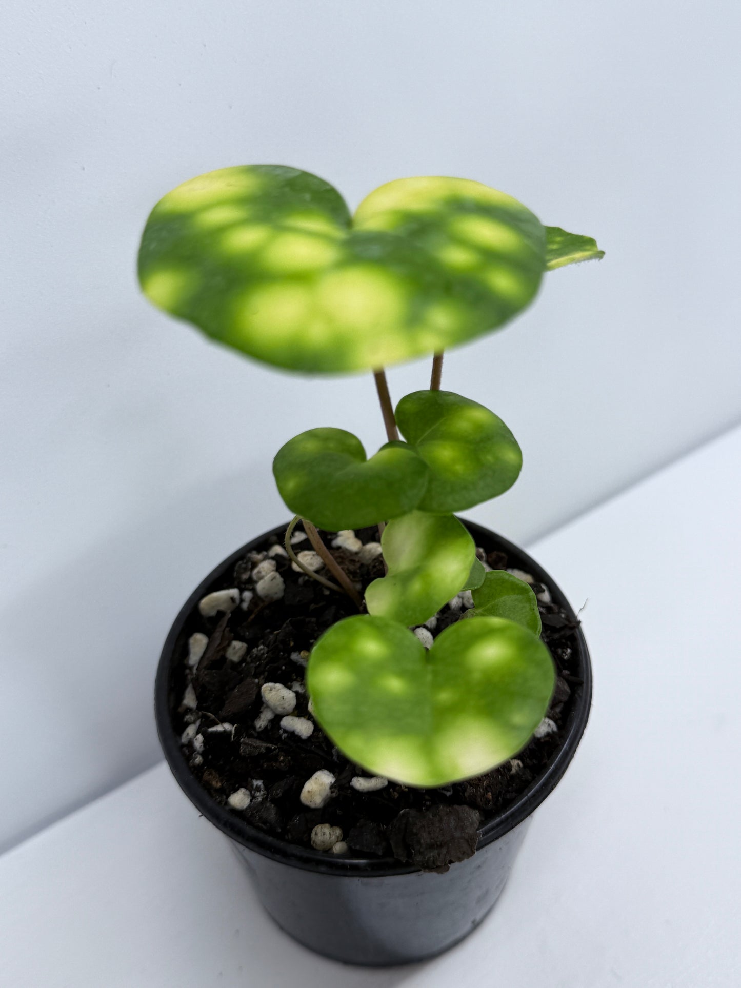 Farfugium japonicum - Firefly Leopard Baby Plant T73