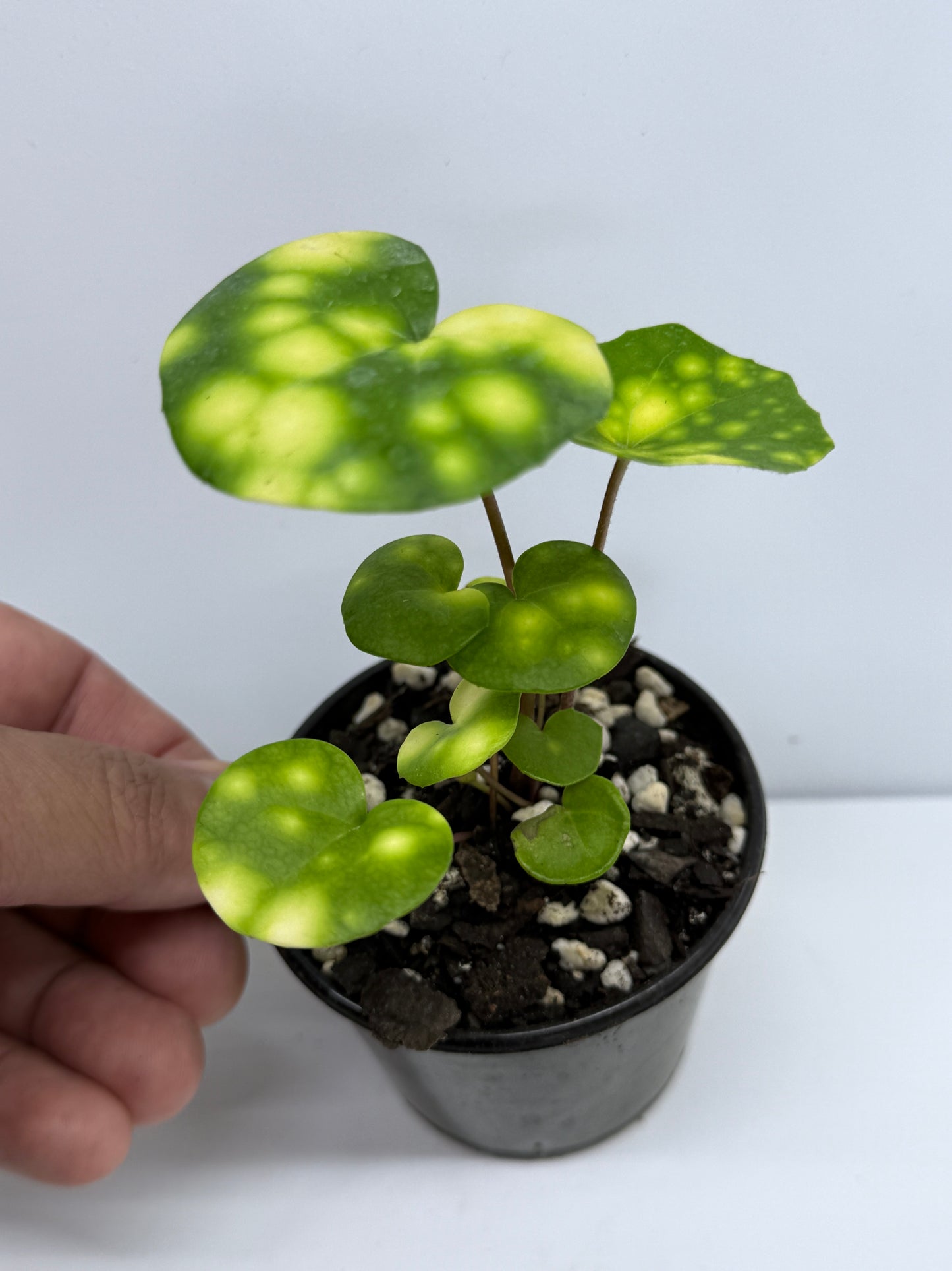 Farfugium japonicum - Firefly Leopard Baby Plant T73
