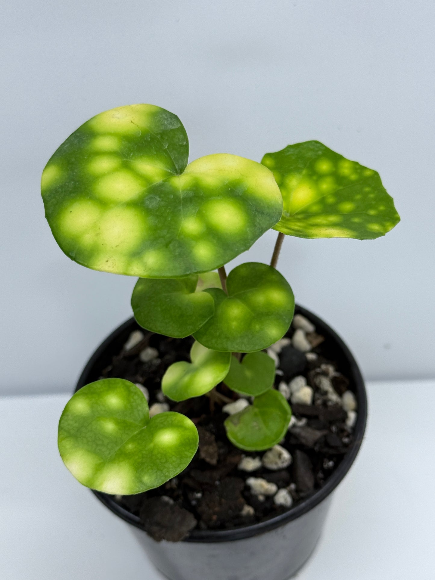 Farfugium japonicum - Firefly Leopard Baby Plant T73