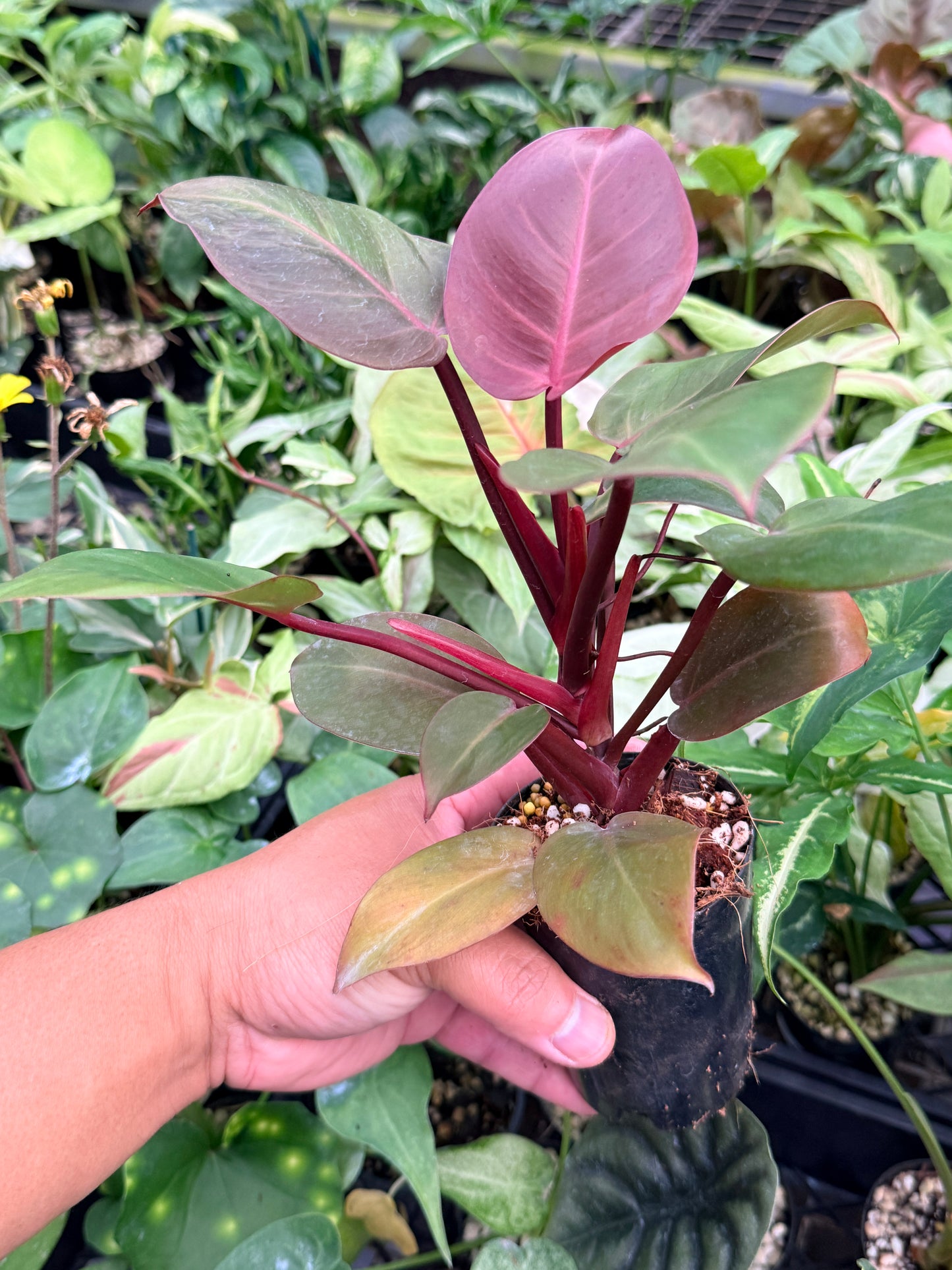 Philodendron 'Cherry Red' N16