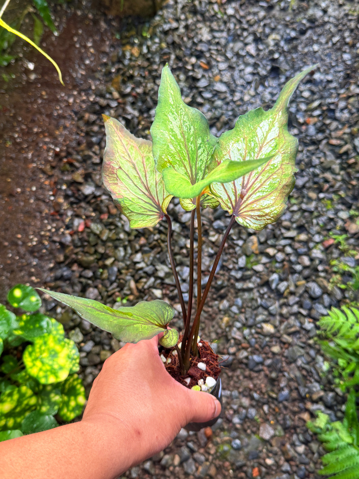 Caladium Hybrid T47