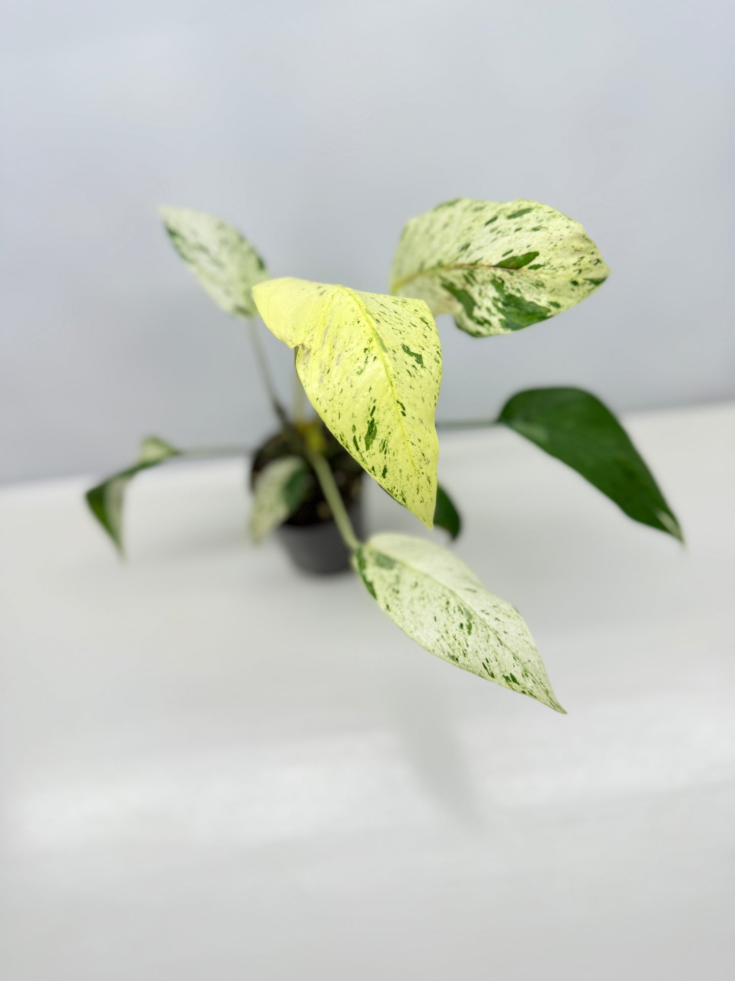 Epipremnum Pinnatum Marble B19