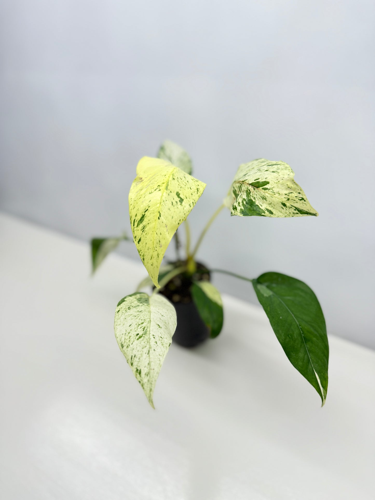 Epipremnum Pinnatum Marble B19