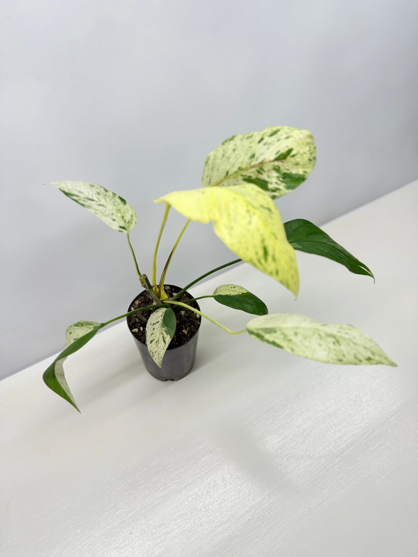 Epipremnum Pinnatum Marble B19