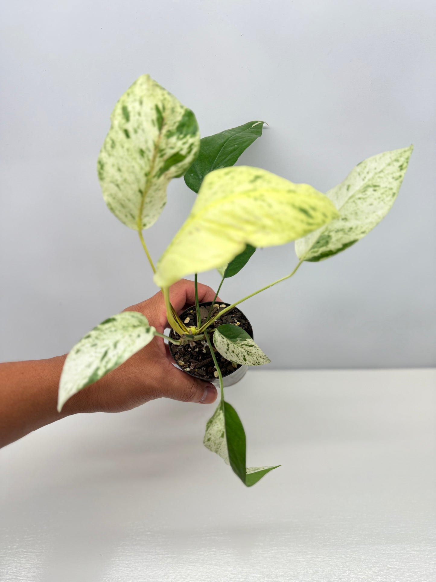 Epipremnum Pinnatum Marble B19