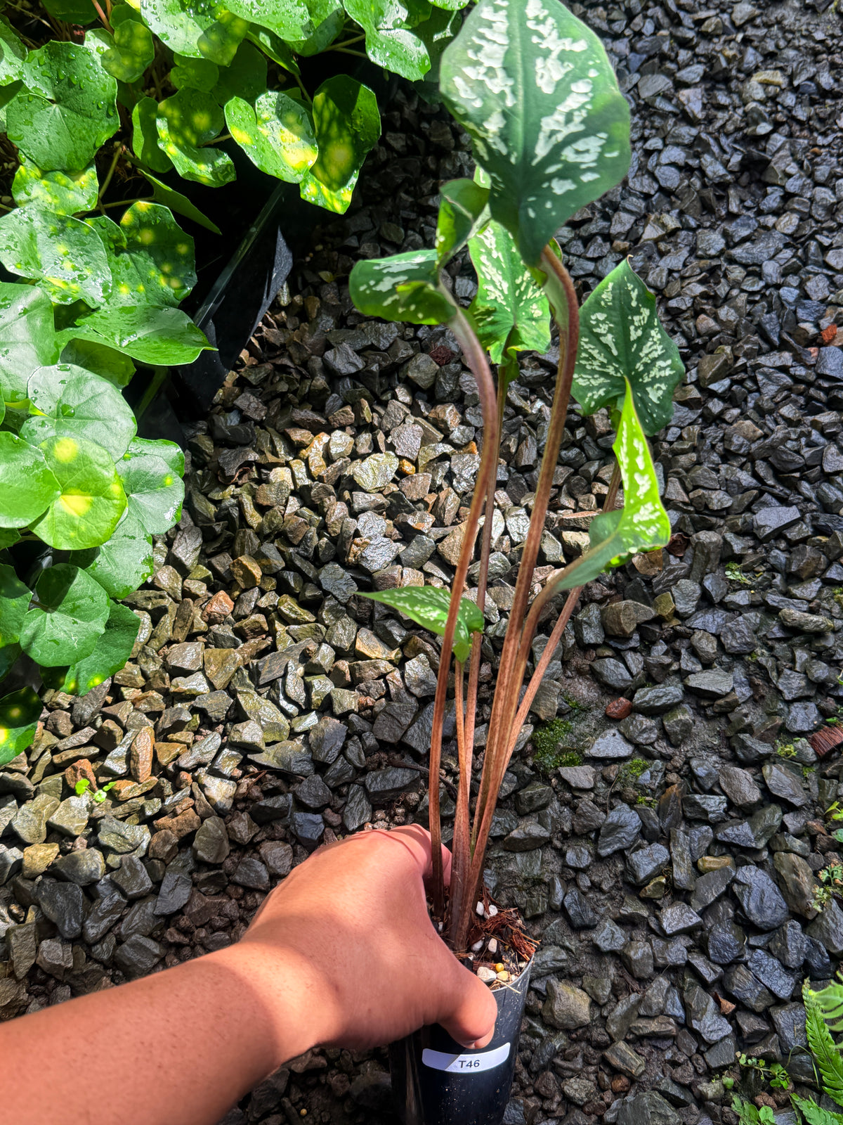 Caladium Hybrid T46