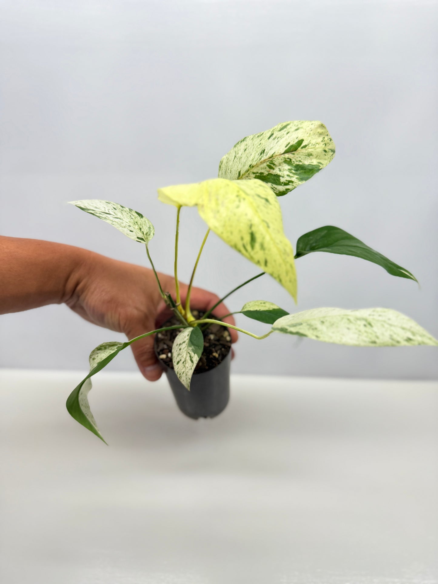 Epipremnum Pinnatum Marble B19