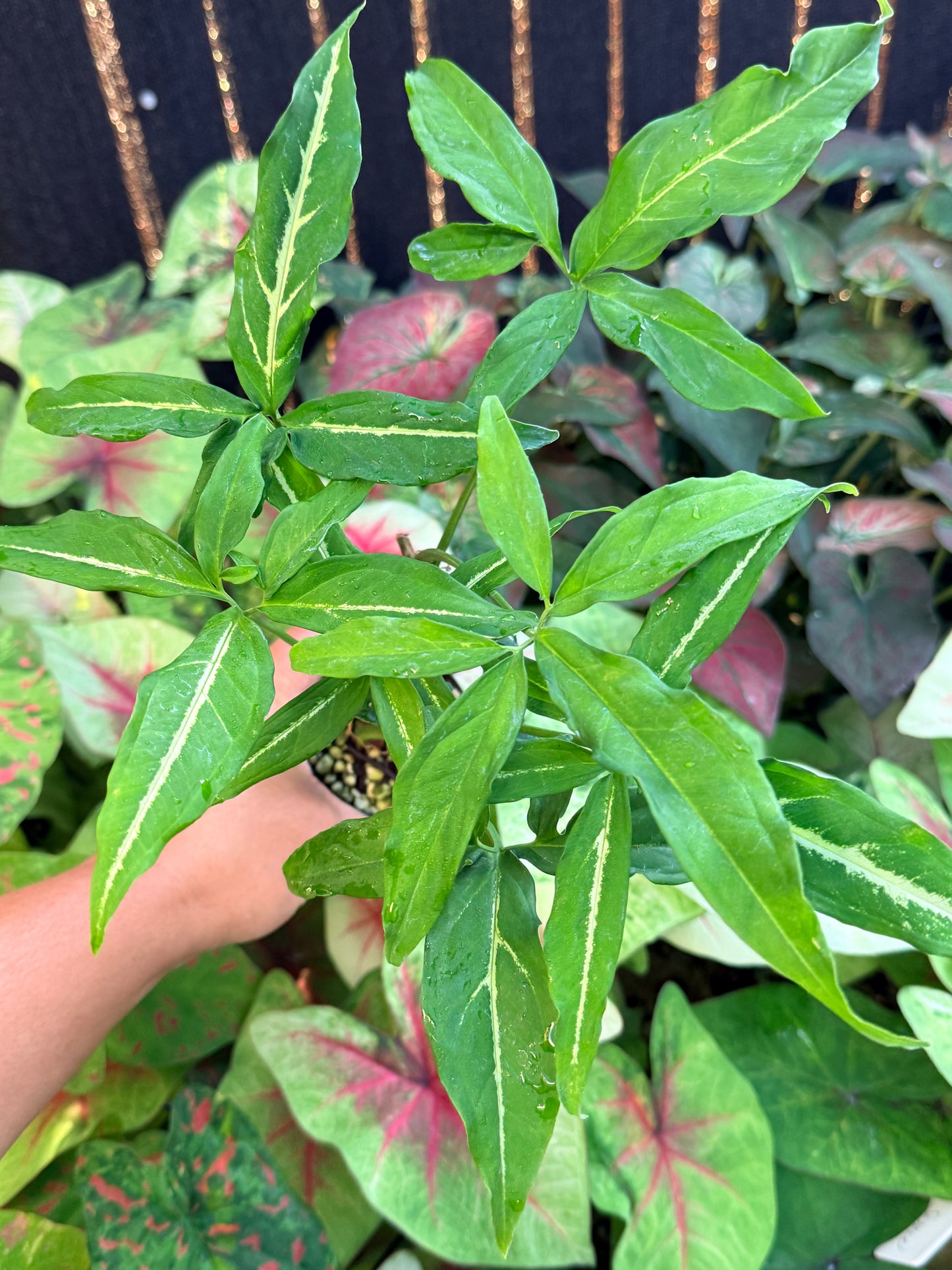 Syngonium 'Little Star' I43