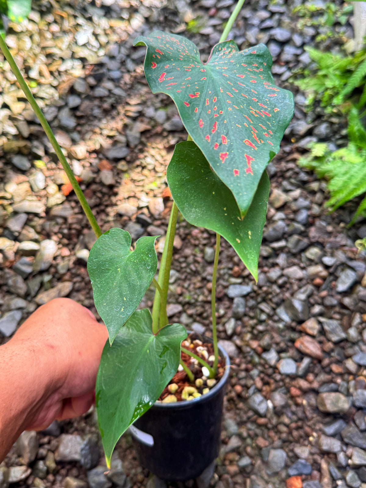Caladium Thousand Stars T55