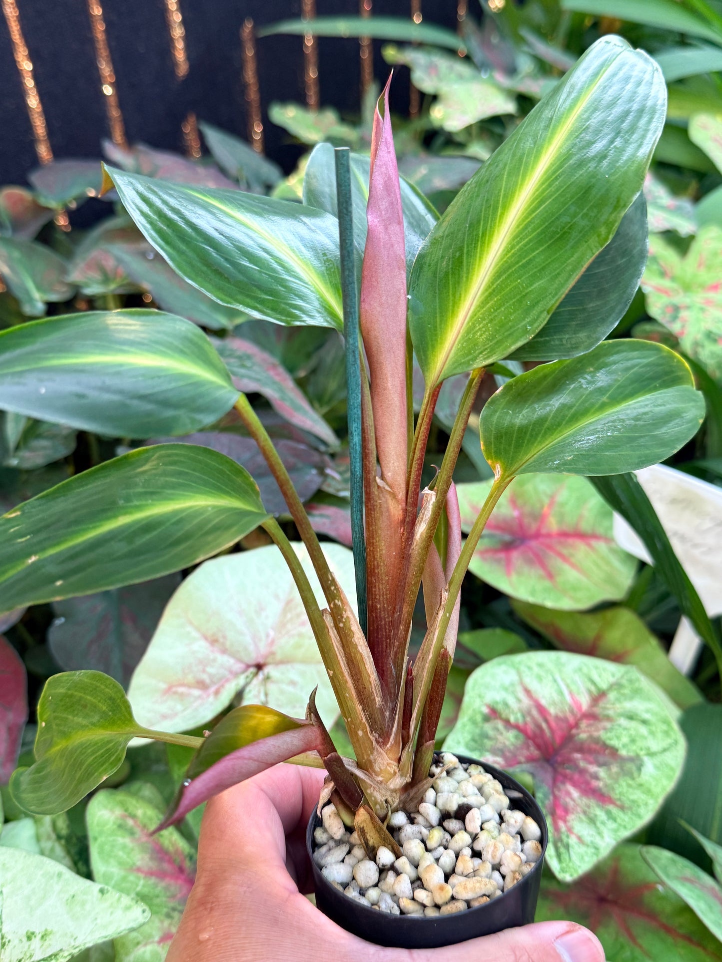 Boesenbergia aurantiaca 'Ornamental Ginger Orange Flowers' M3