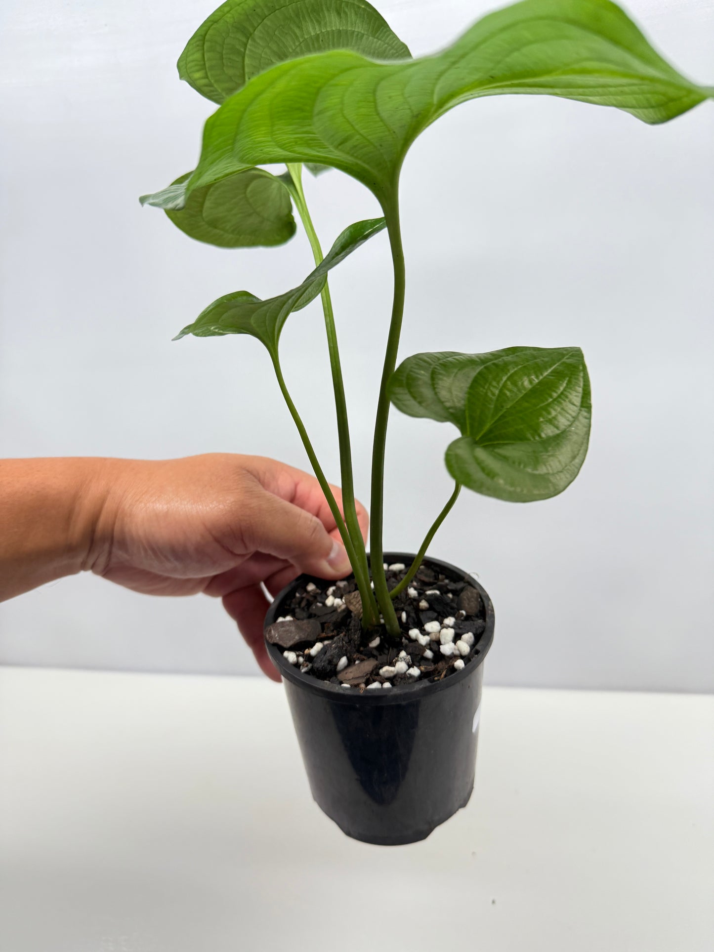 Cyanastrum Cordifolium - Rarely Offered B22