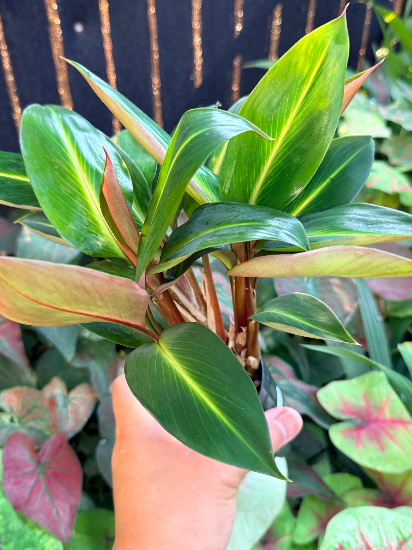 Boesenbergia aurantiaca 'Ornamental Ginger Orange Flowers' M2