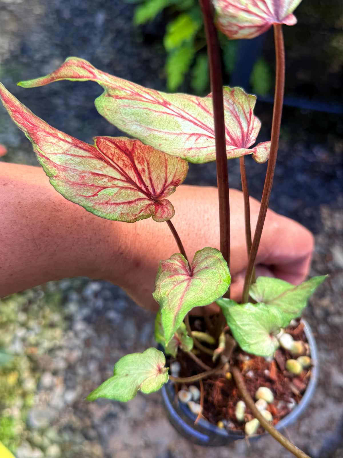 Caladium Hybrid T51