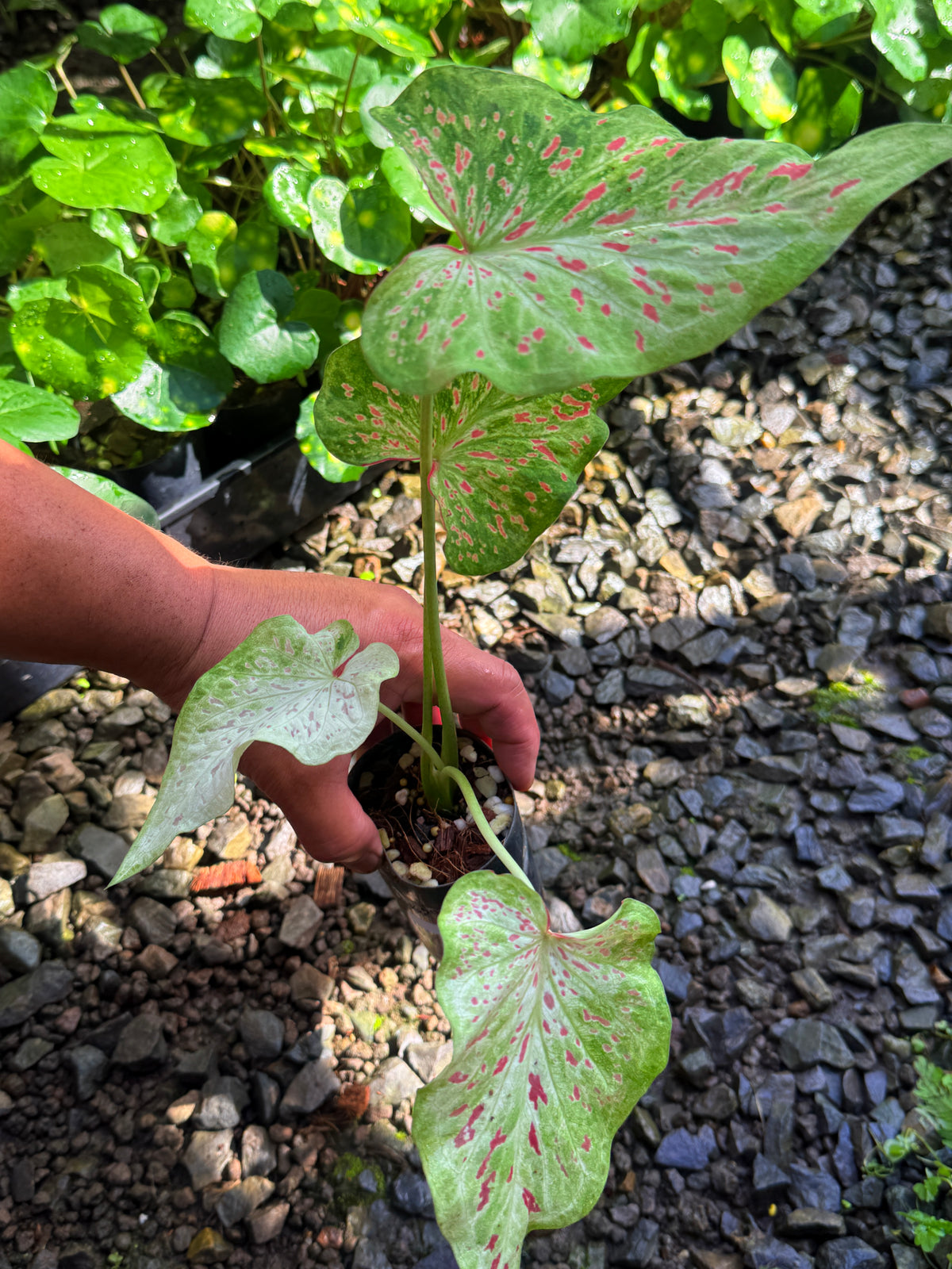 Caladium Hybrid T53