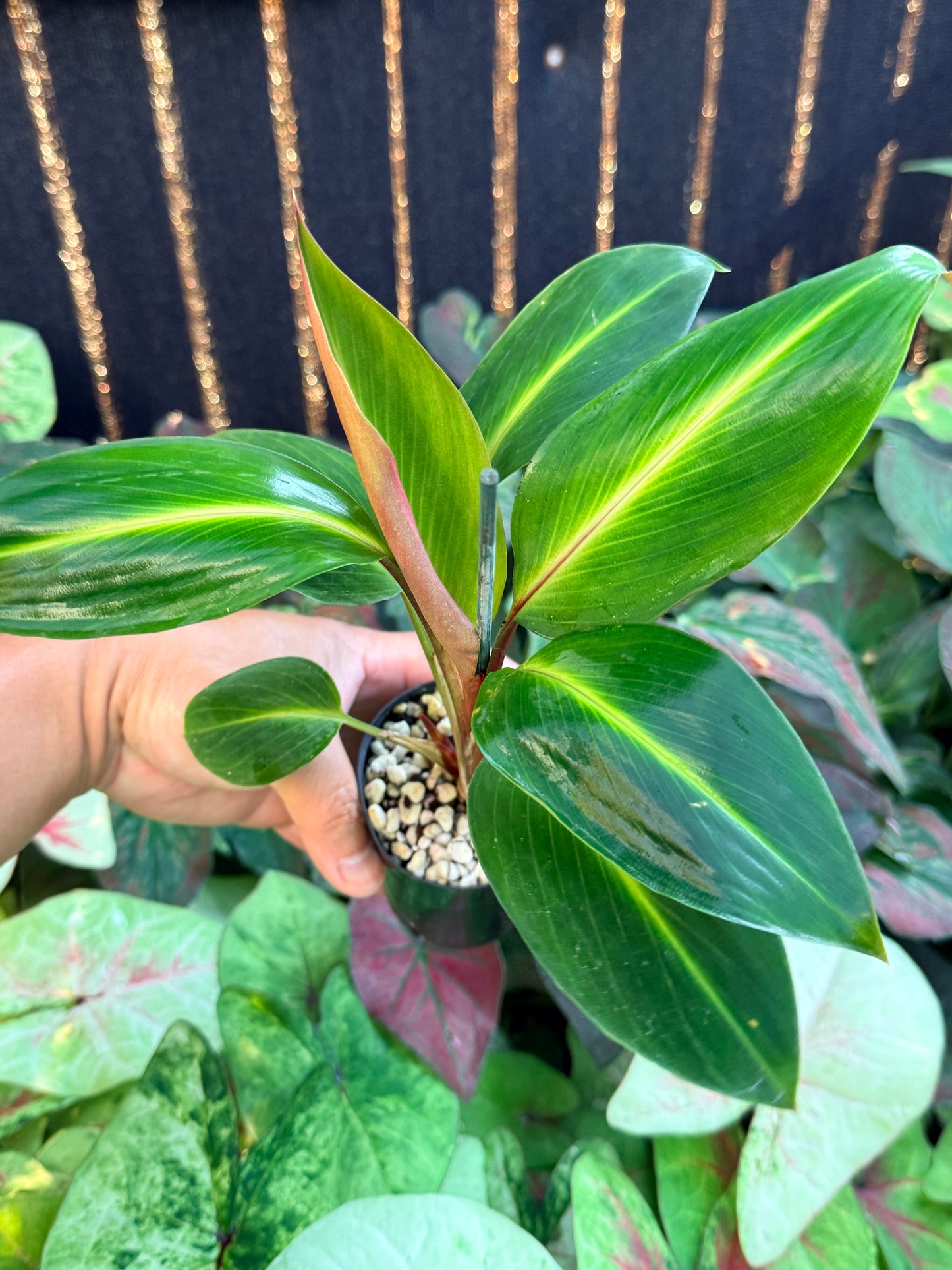 Boesenbergia aurantiaca 'Ornamental Ginger Orange Flowers' M4