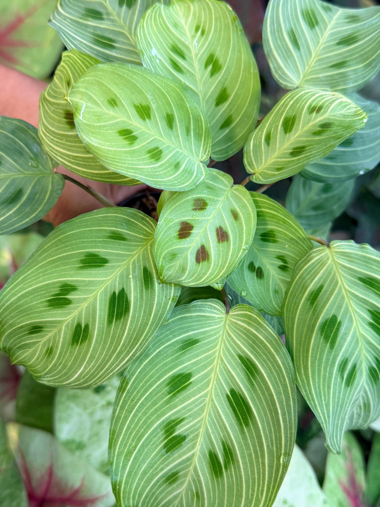 Maranta Leuconeura Kerchoveana Variegated 'Light veins' M26